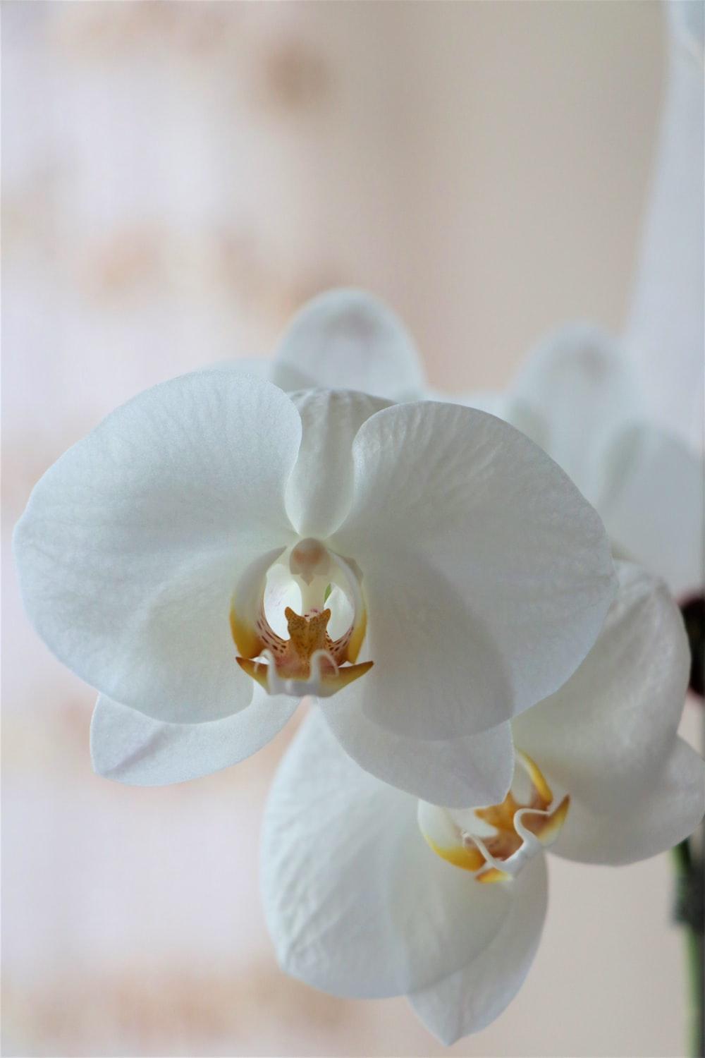 Black and White Orchid Wallpapers Top Free Black and White Orchid