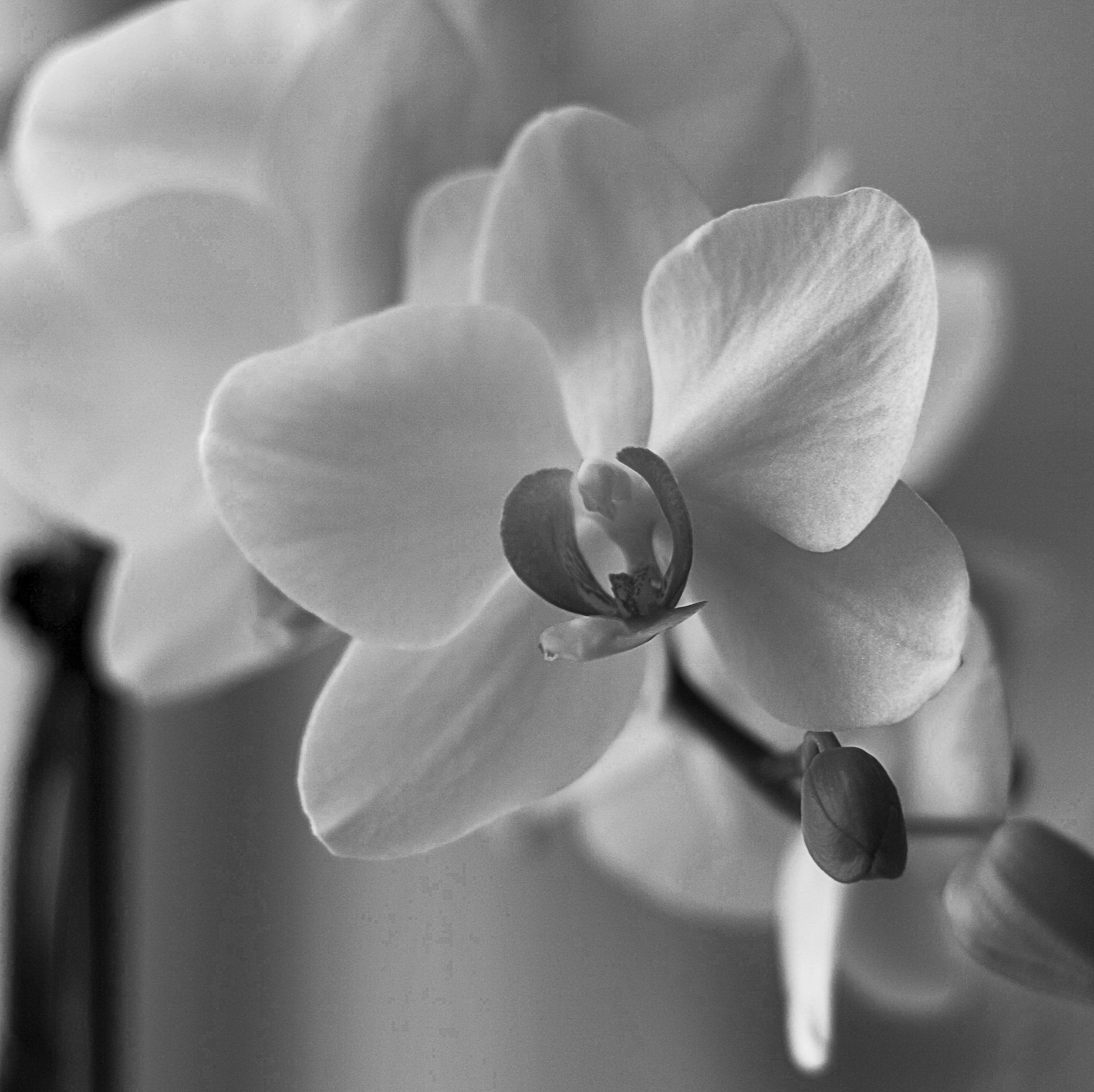 Black and White Orchid Wallpapers Top Free Black and White Orchid