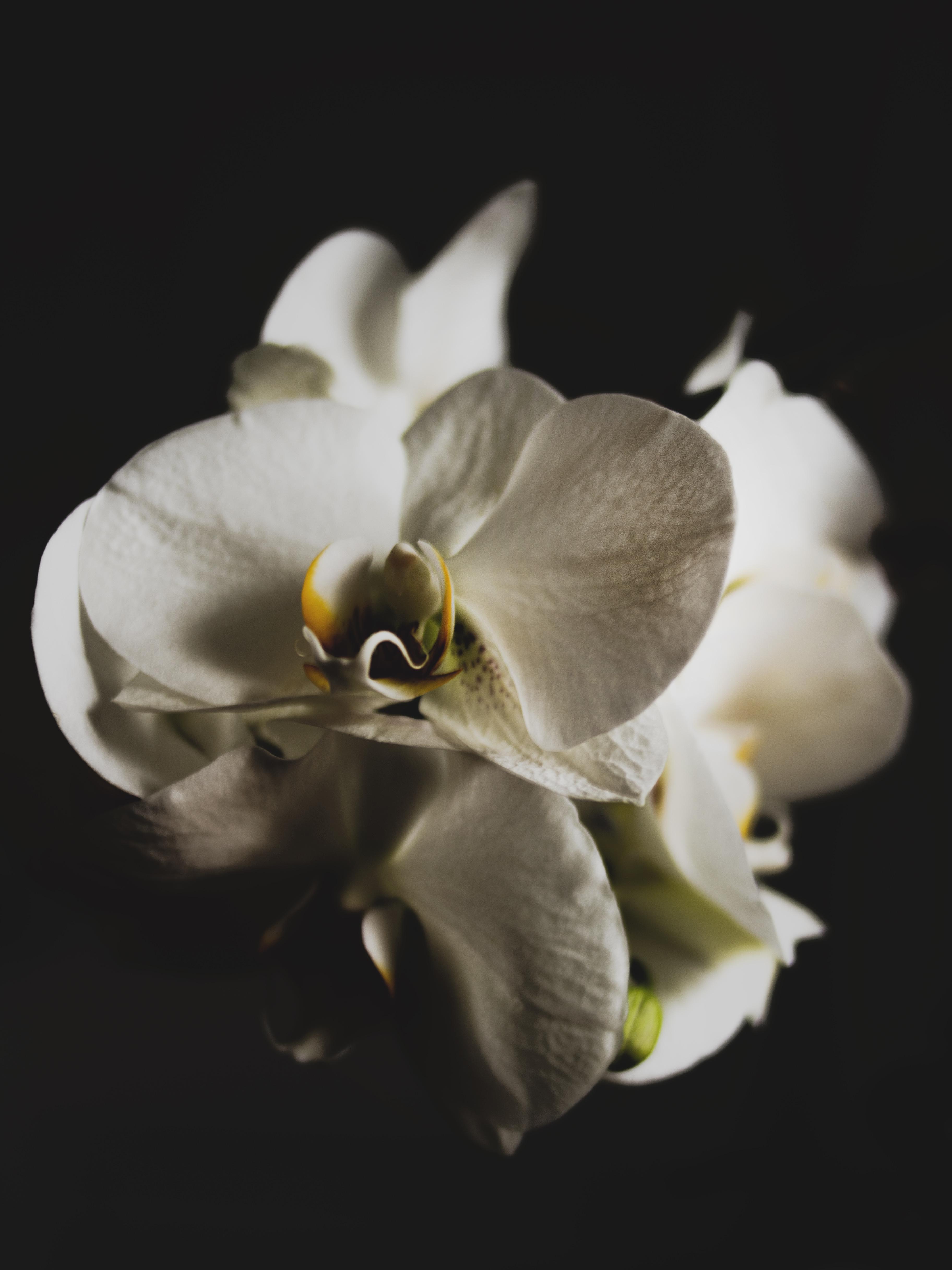 Black and White Orchid Wallpapers Top Free Black and White Orchid