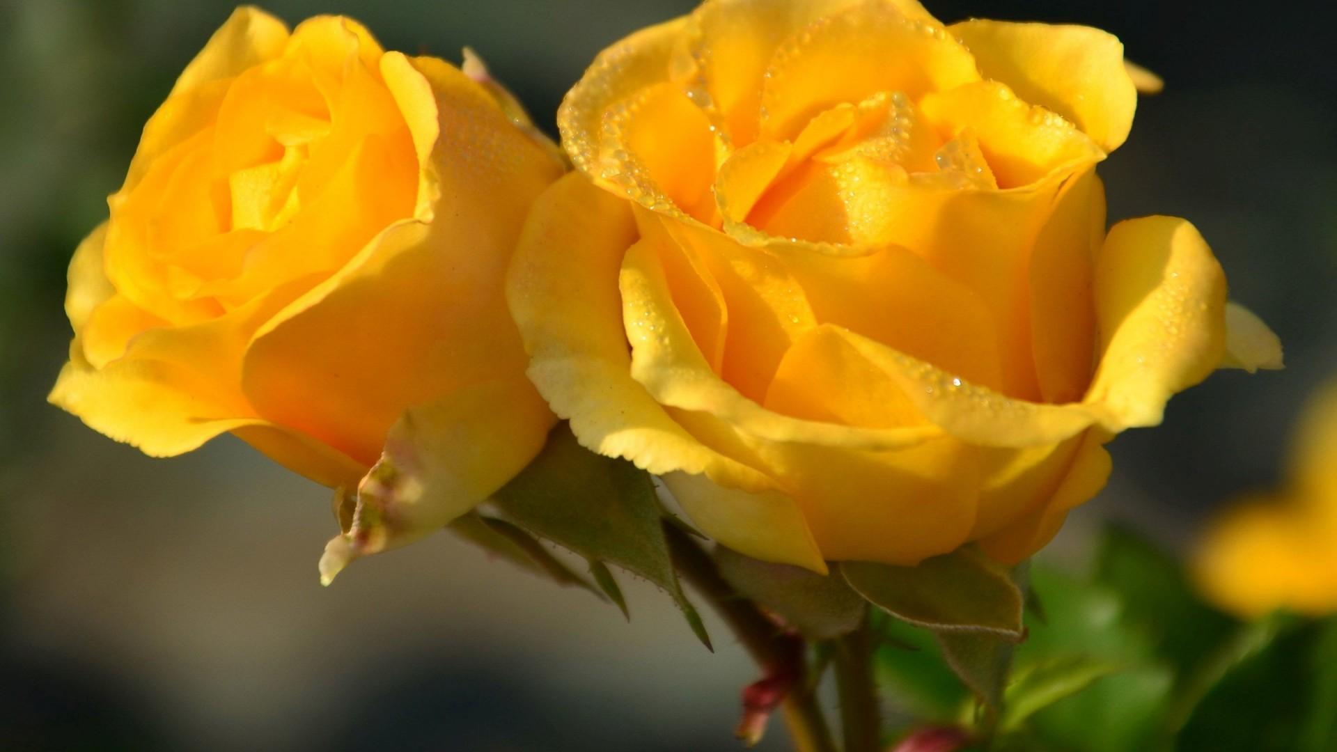 Yellow Rose Aesthetic Desktop Wallpapers Top Free Yellow Rose