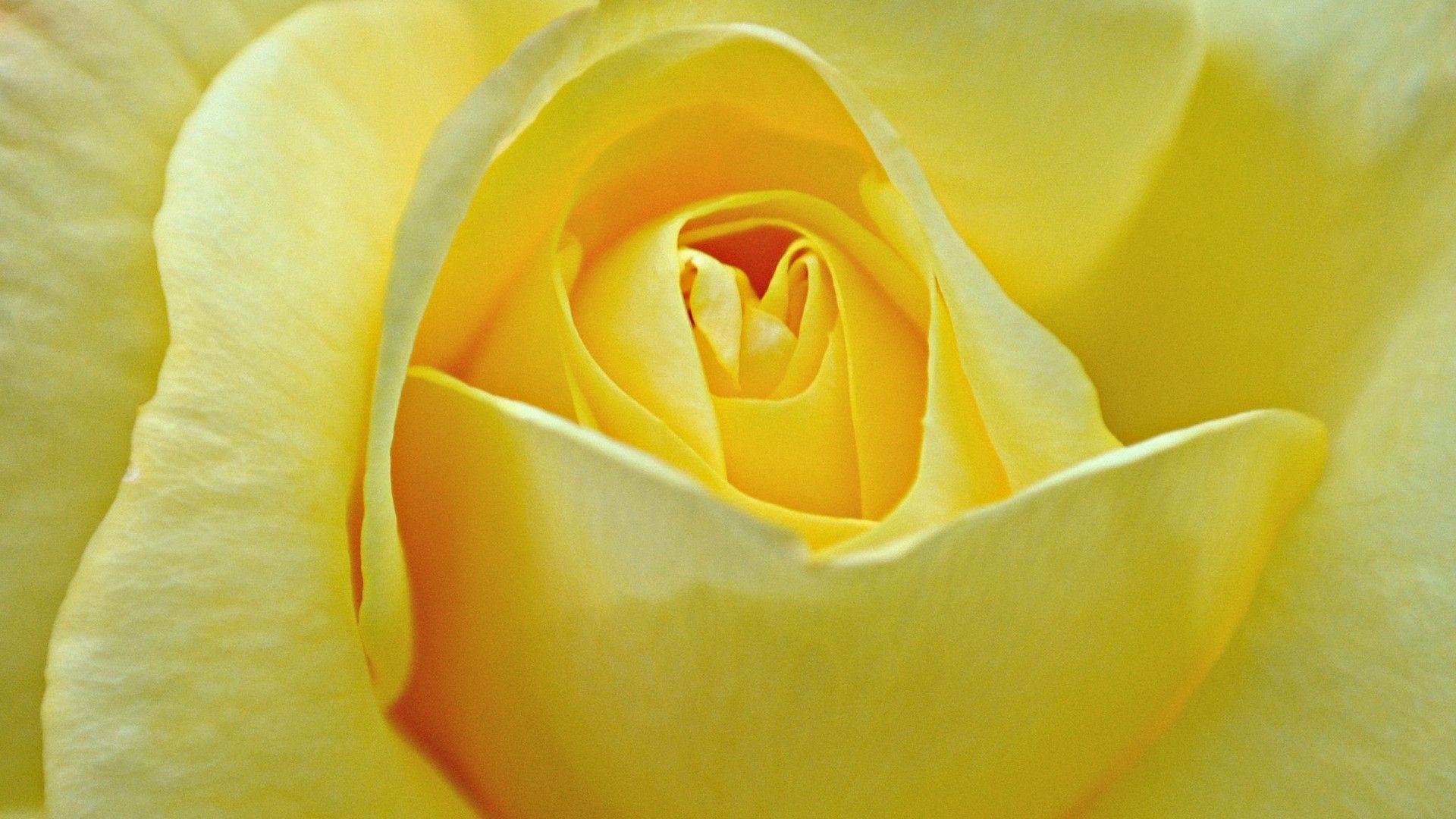 Yellow Rose Aesthetic Desktop Wallpapers Top Free Yellow Rose