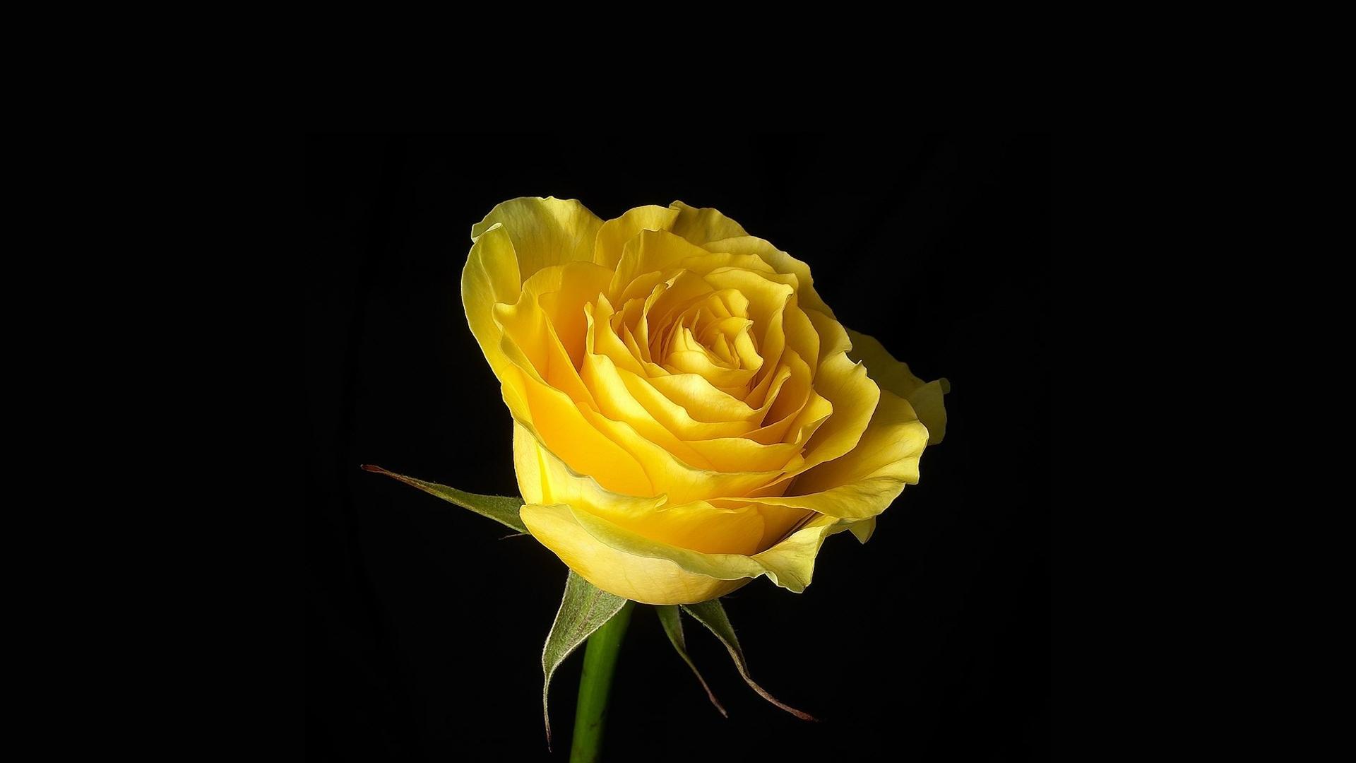 Yellow Rose Aesthetic Desktop Wallpapers Top Free Yellow Rose