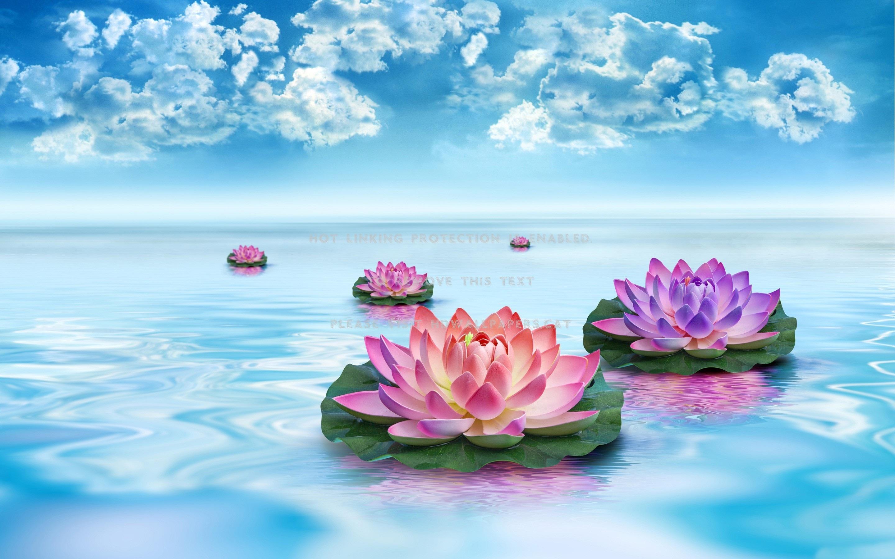 Underwater Flowers Wallpapers Top Free Underwater Flowers Backgrounds