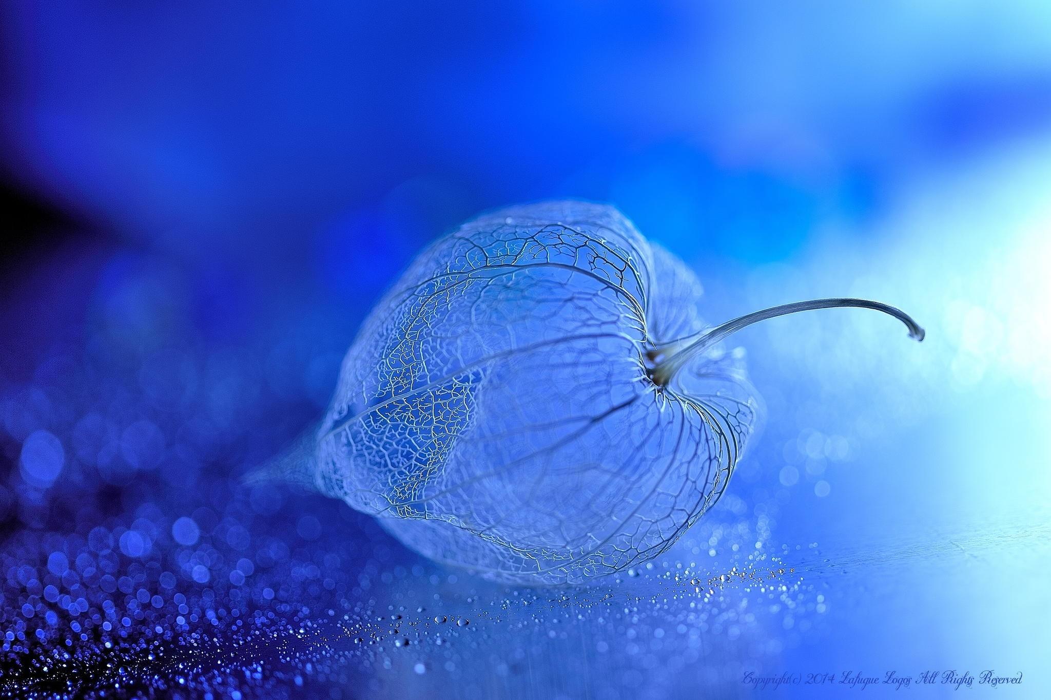 Underwater Flowers Wallpapers Top Free Underwater Flowers Backgrounds