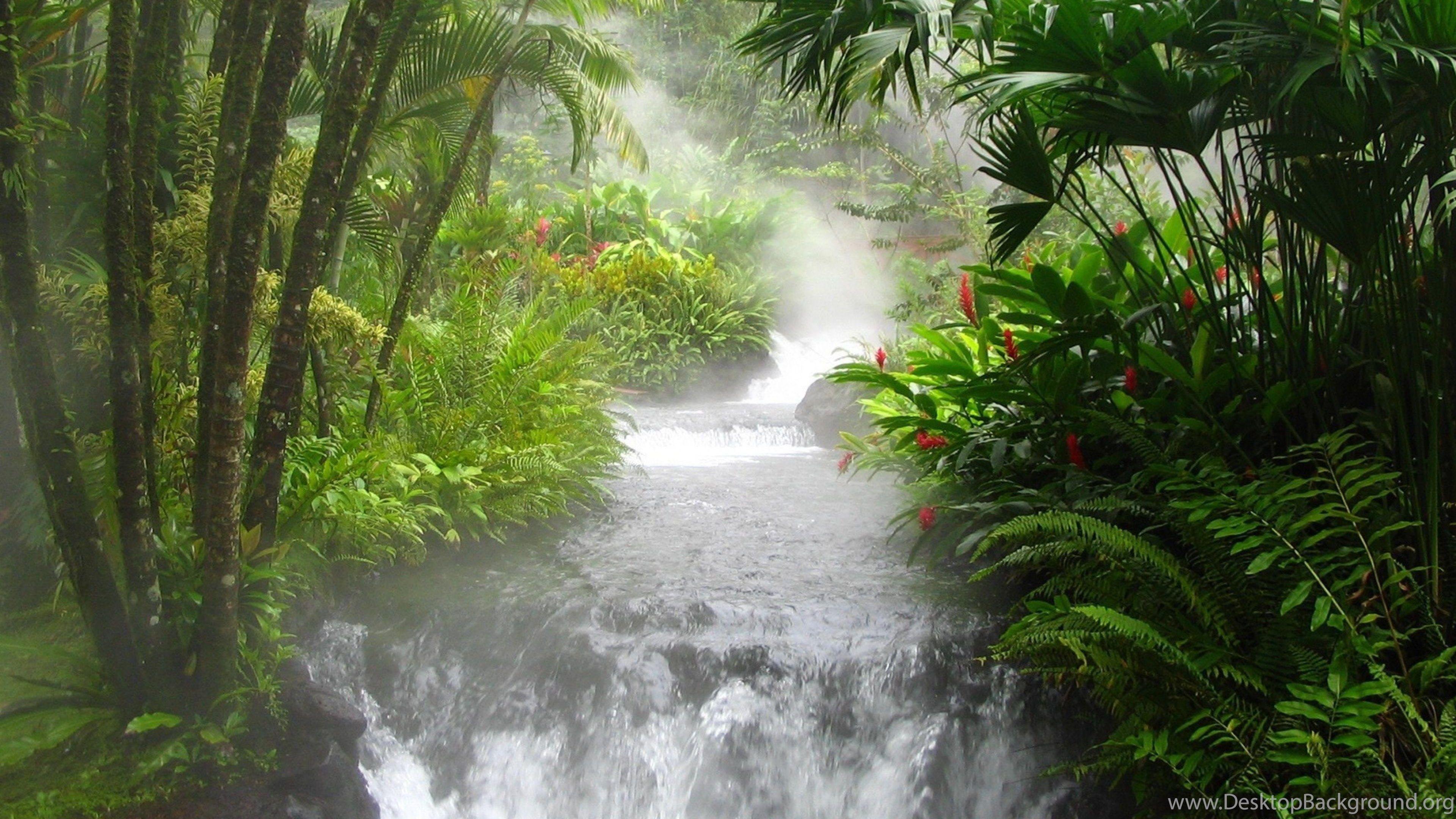 4K Jungle Desktop Wallpapers Top Free 4K Jungle Desktop Backgrounds