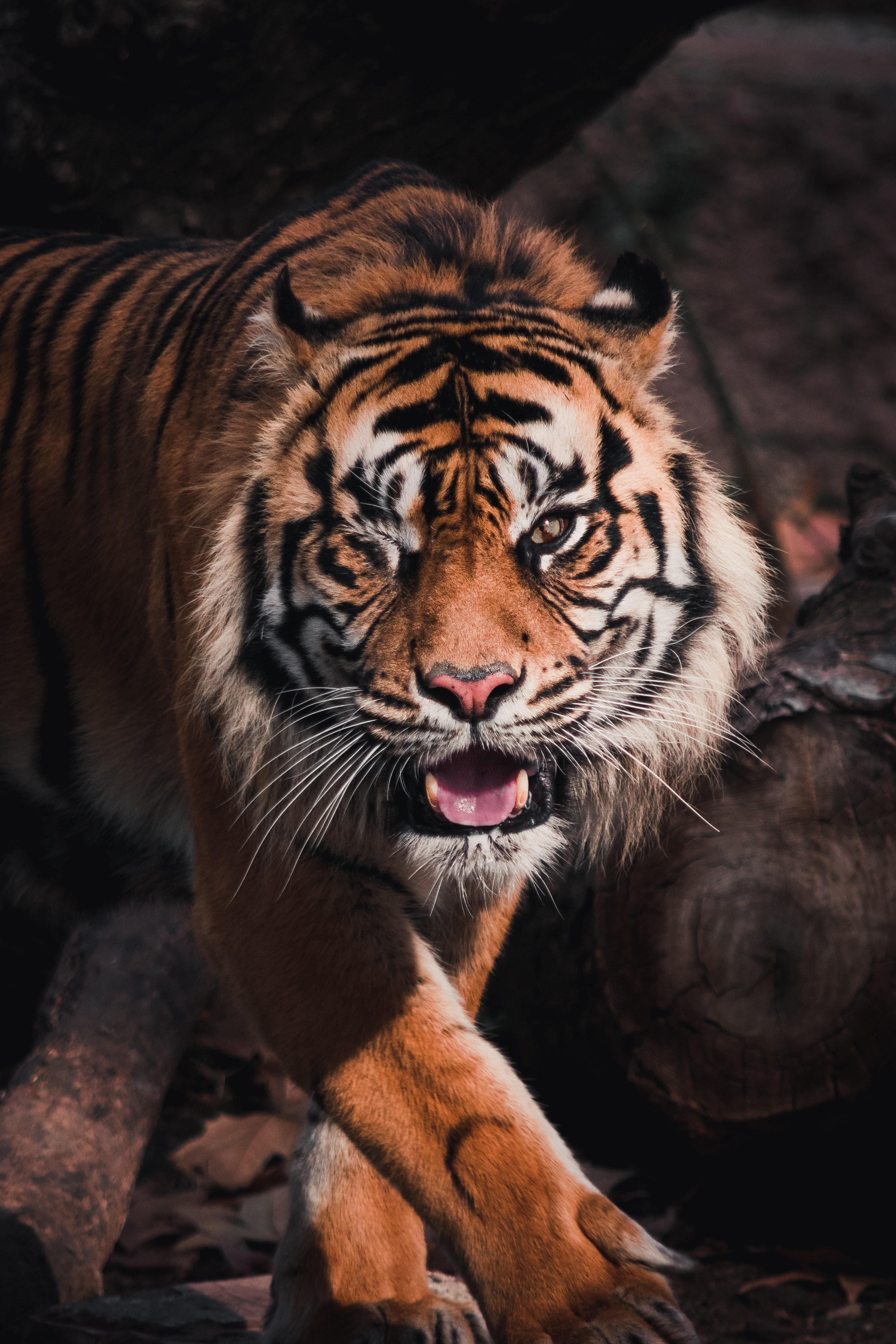 Royal Bengal Tiger Wallpapers Top Free Royal Bengal Tiger Backgrounds