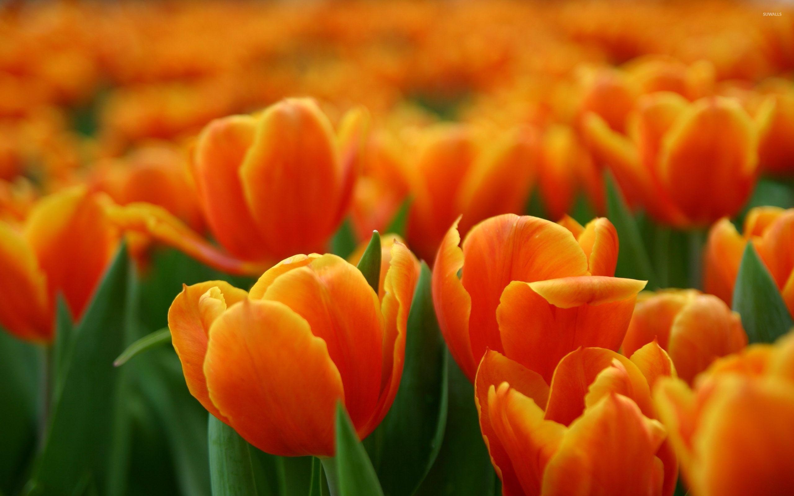 Orange Tulips HD Wallpapers Top Free Orange Tulips HD Backgrounds