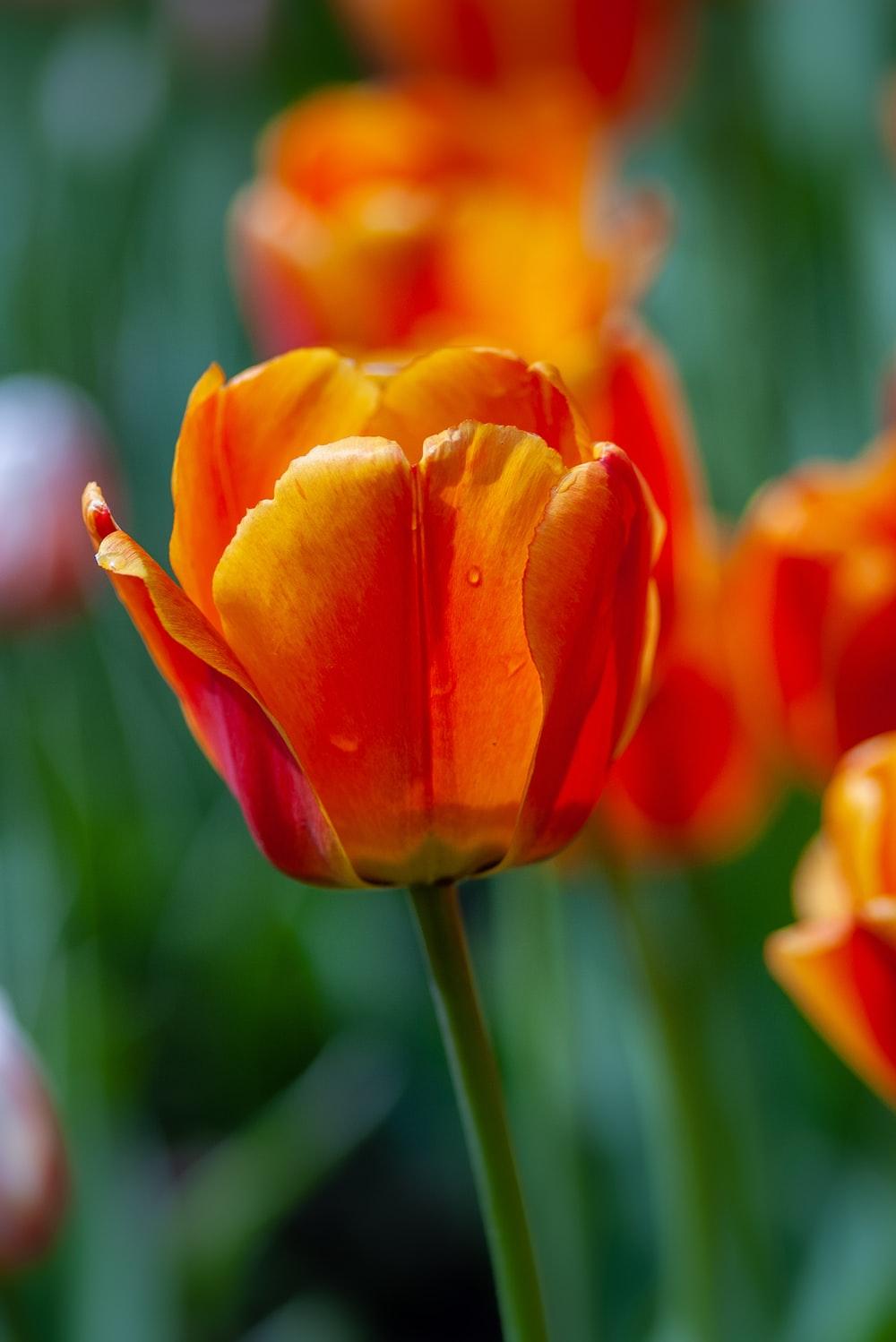Orange Tulips HD Wallpapers Top Free Orange Tulips HD Backgrounds