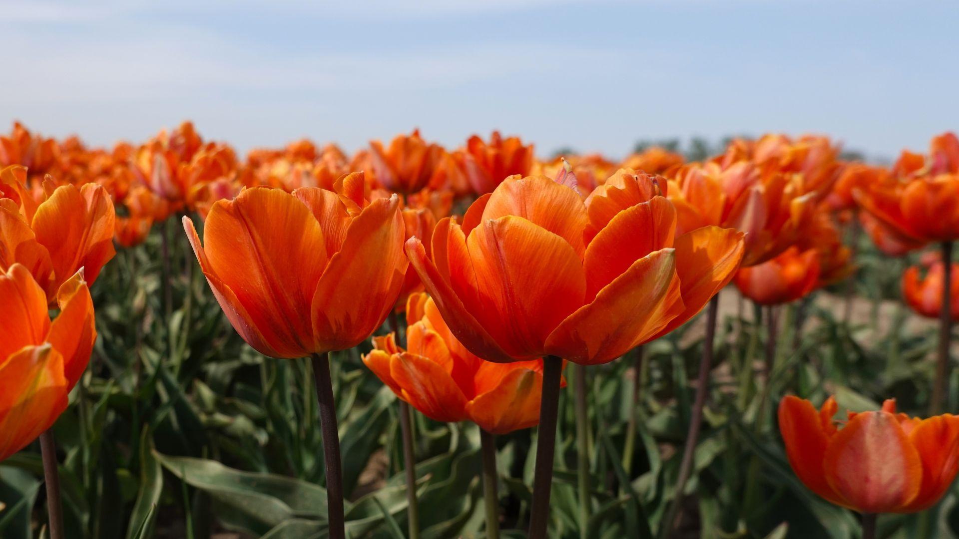 Orange Tulips HD Wallpapers Top Free Orange Tulips HD Backgrounds