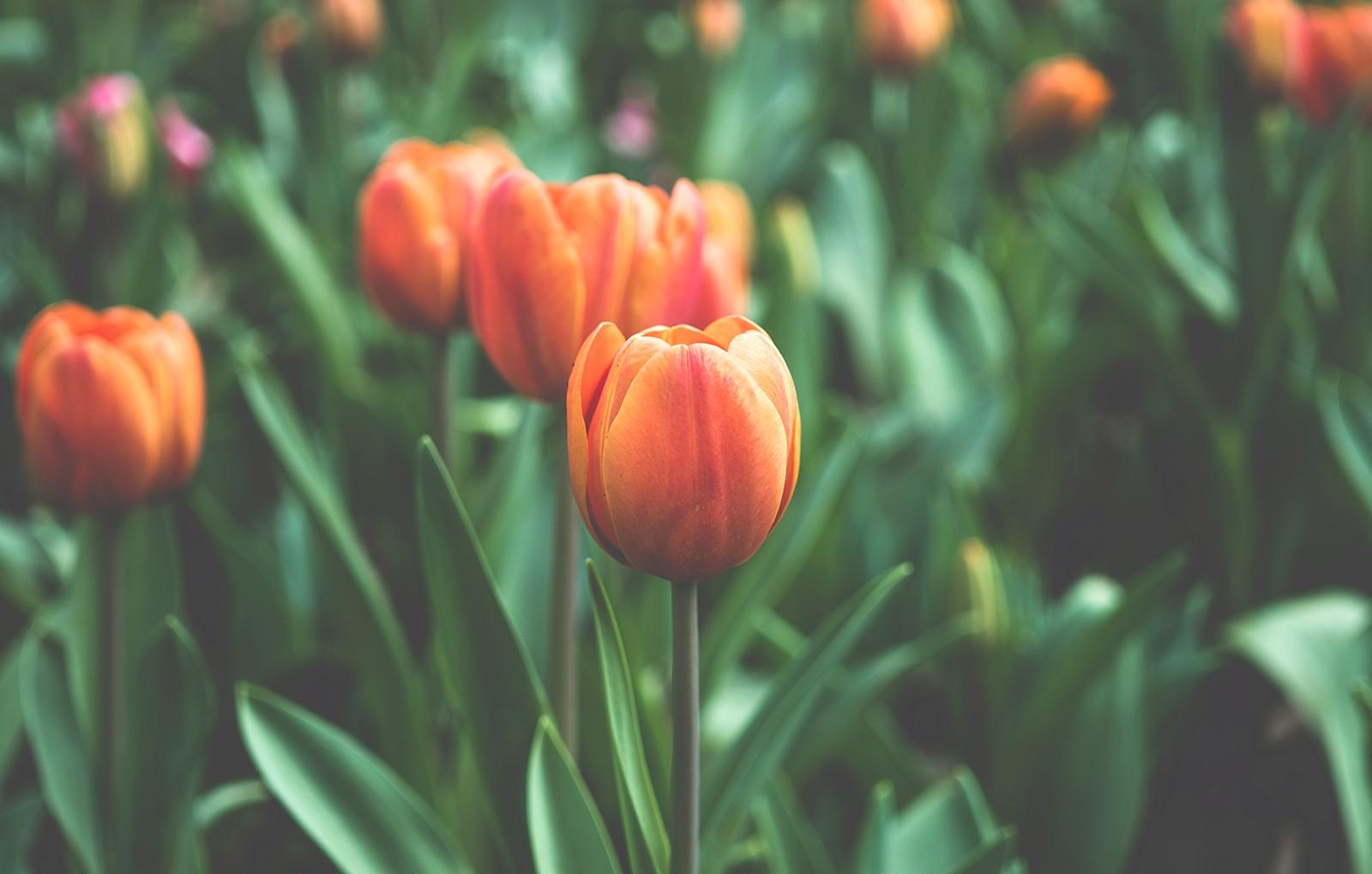 Orange Tulips HD Wallpapers Top Free Orange Tulips HD Backgrounds