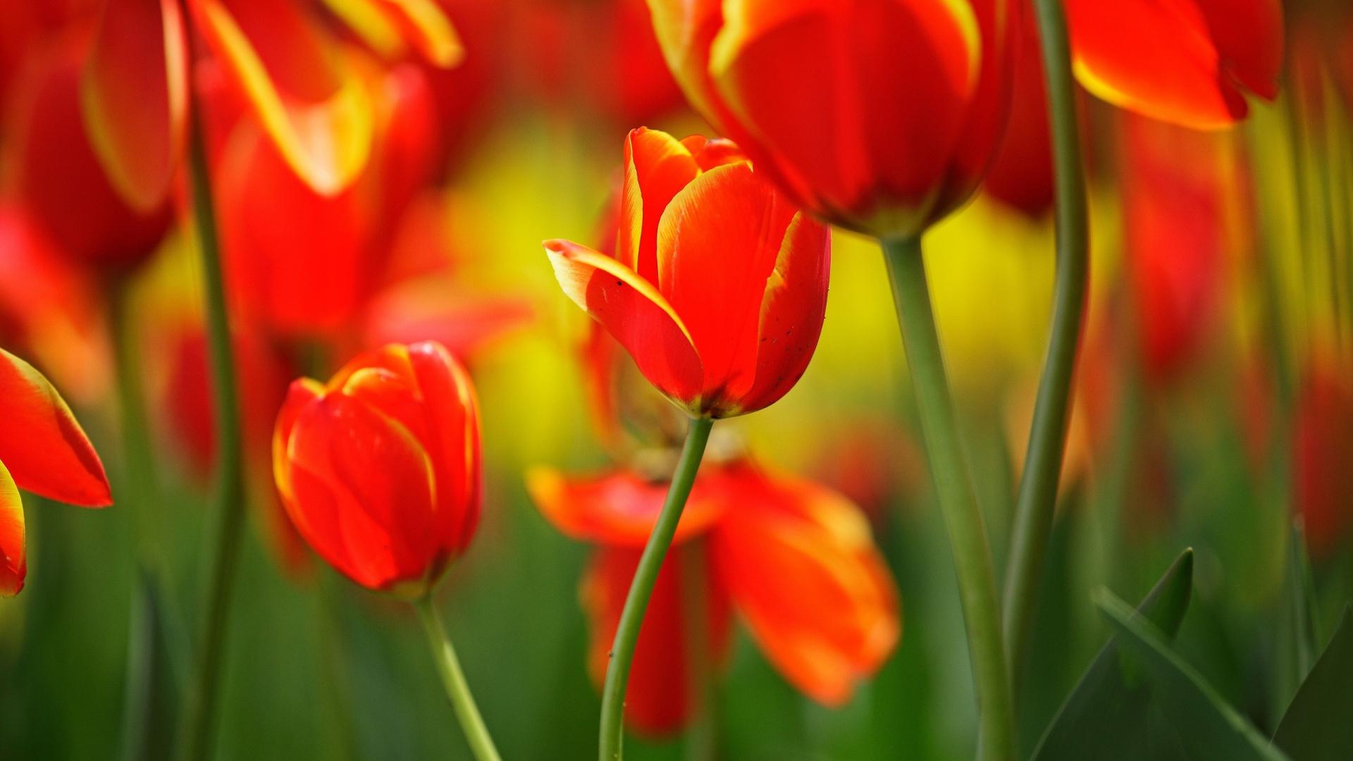 Orange Tulips HD Wallpapers Top Free Orange Tulips HD Backgrounds