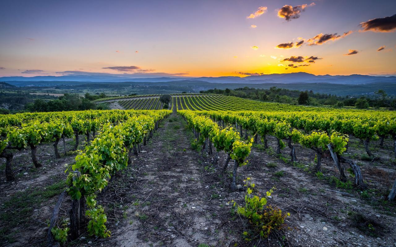 France Vineyard Wallpapers Top Free France Vineyard Backgrounds