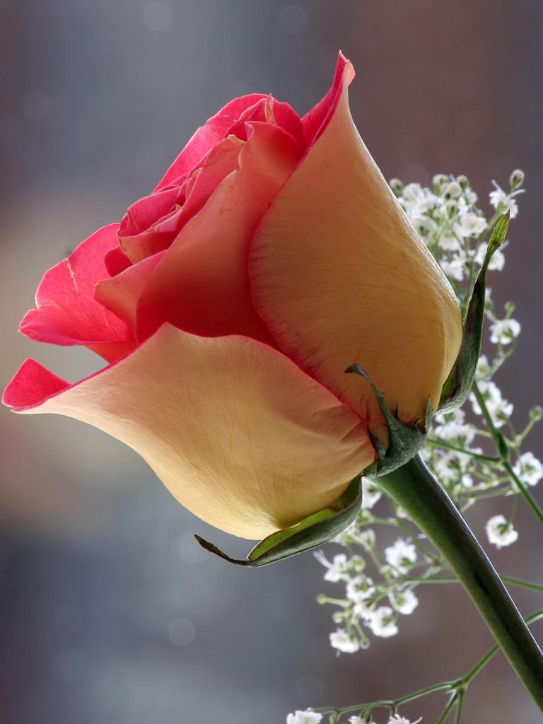 Mobile Rose Wallpapers Top Free Mobile Rose Backgrounds WallpaperAccess