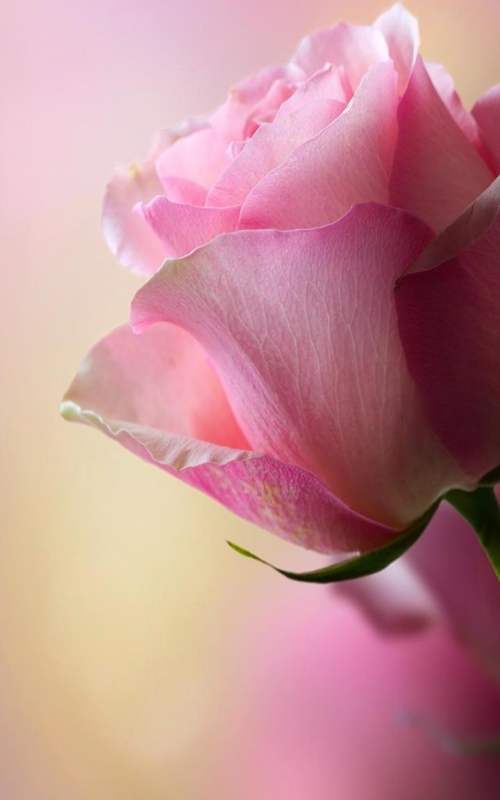 Mobile Rose Wallpapers Top Free Mobile Rose Backgrounds WallpaperAccess