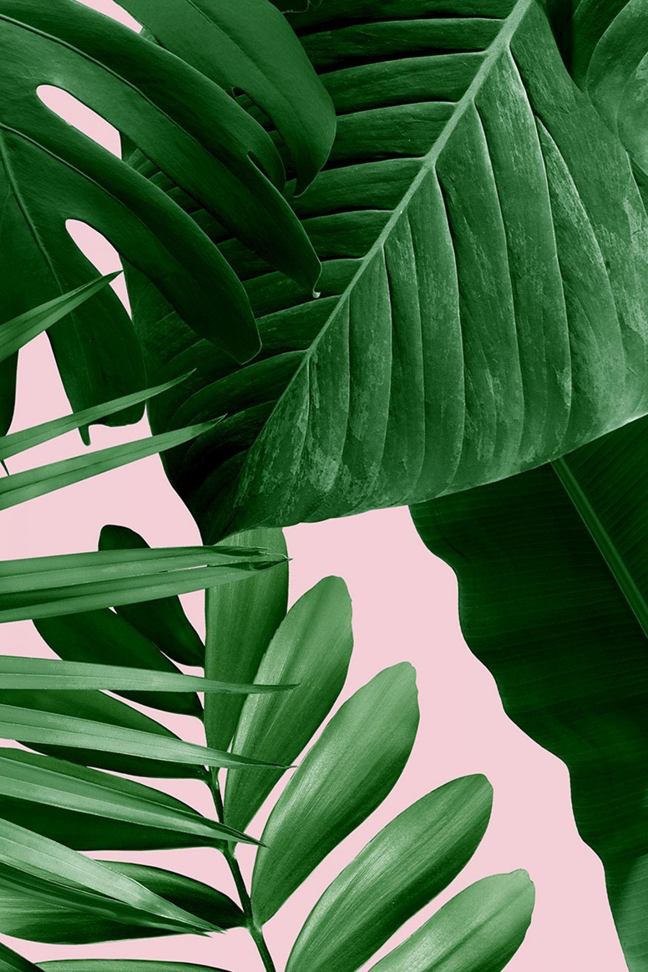 Aesthetic Palm Tree Phone Wallpapers Top Free Aesthetic