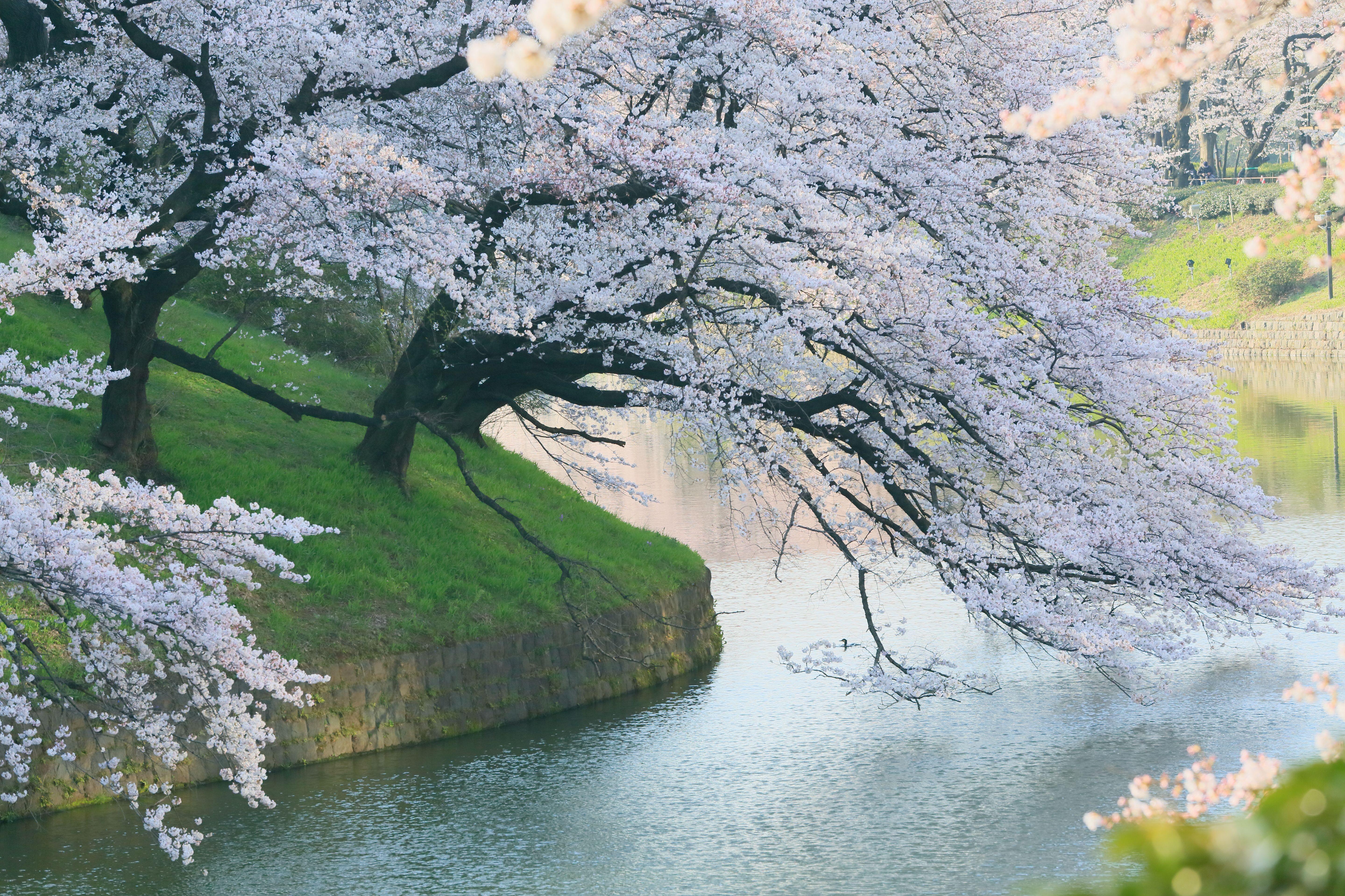 Japan Cherry Blossom Wallpapers Top Free Japan Cherry Blossom