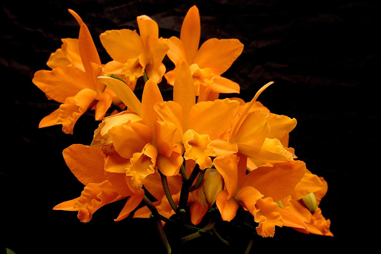 Orange Orchids Wallpapers Top Free Orange Orchids Backgrounds