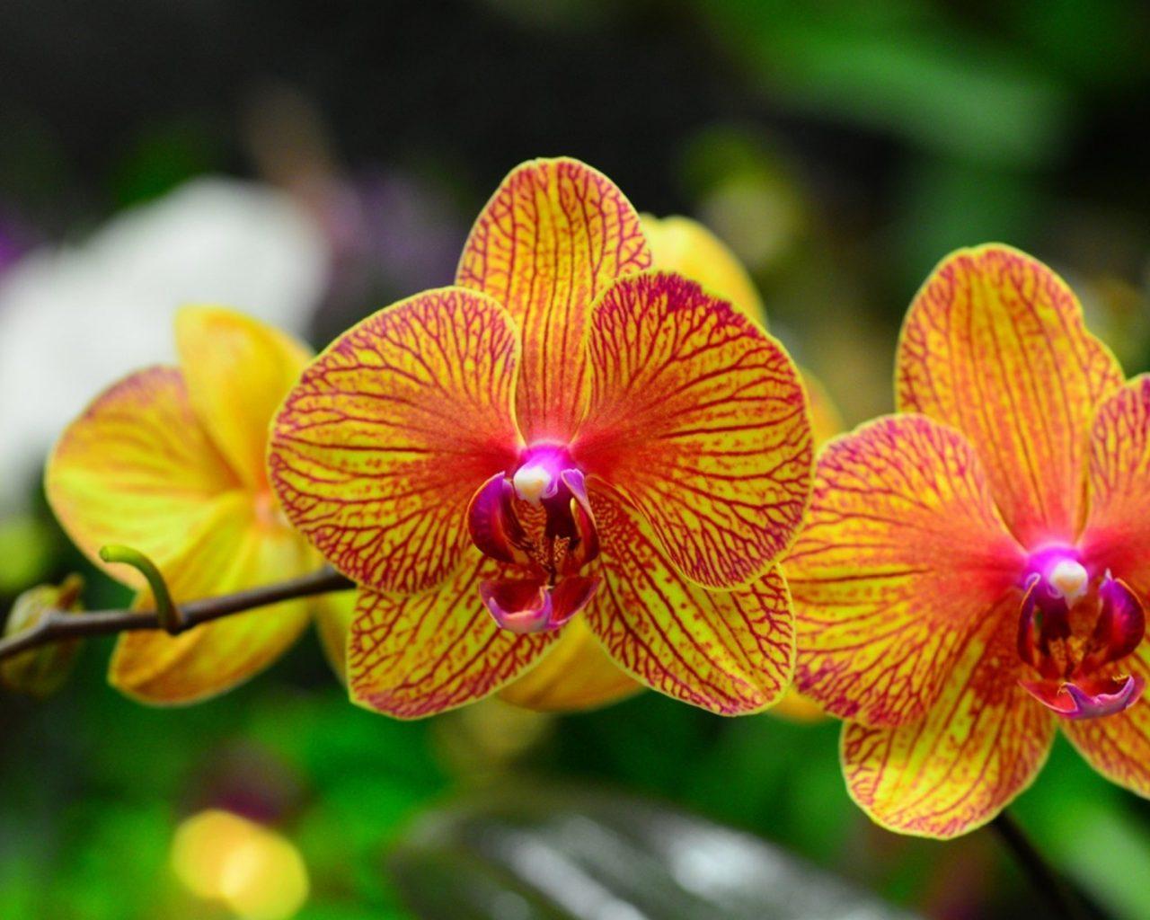 Orange Orchids Wallpapers Top Free Orange Orchids Backgrounds
