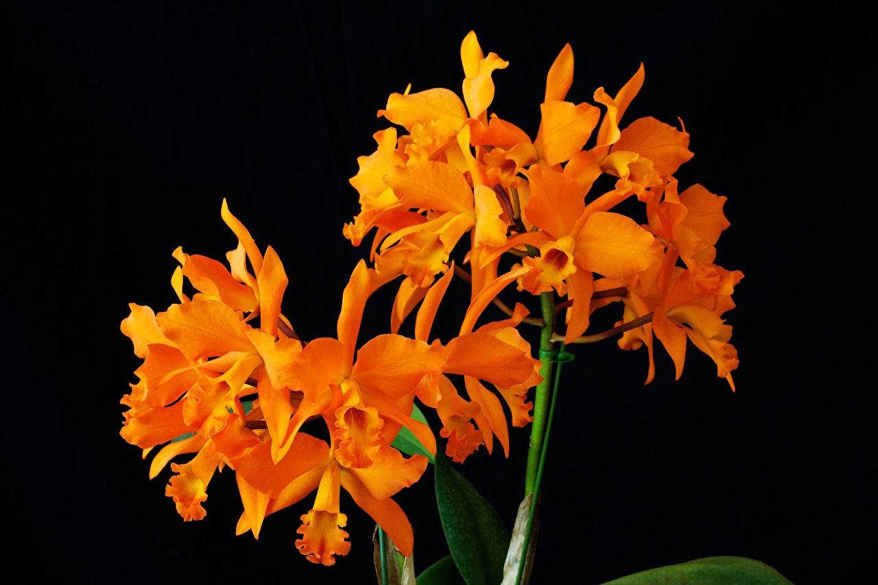 Orange Orchids Wallpapers Top Free Orange Orchids Backgrounds