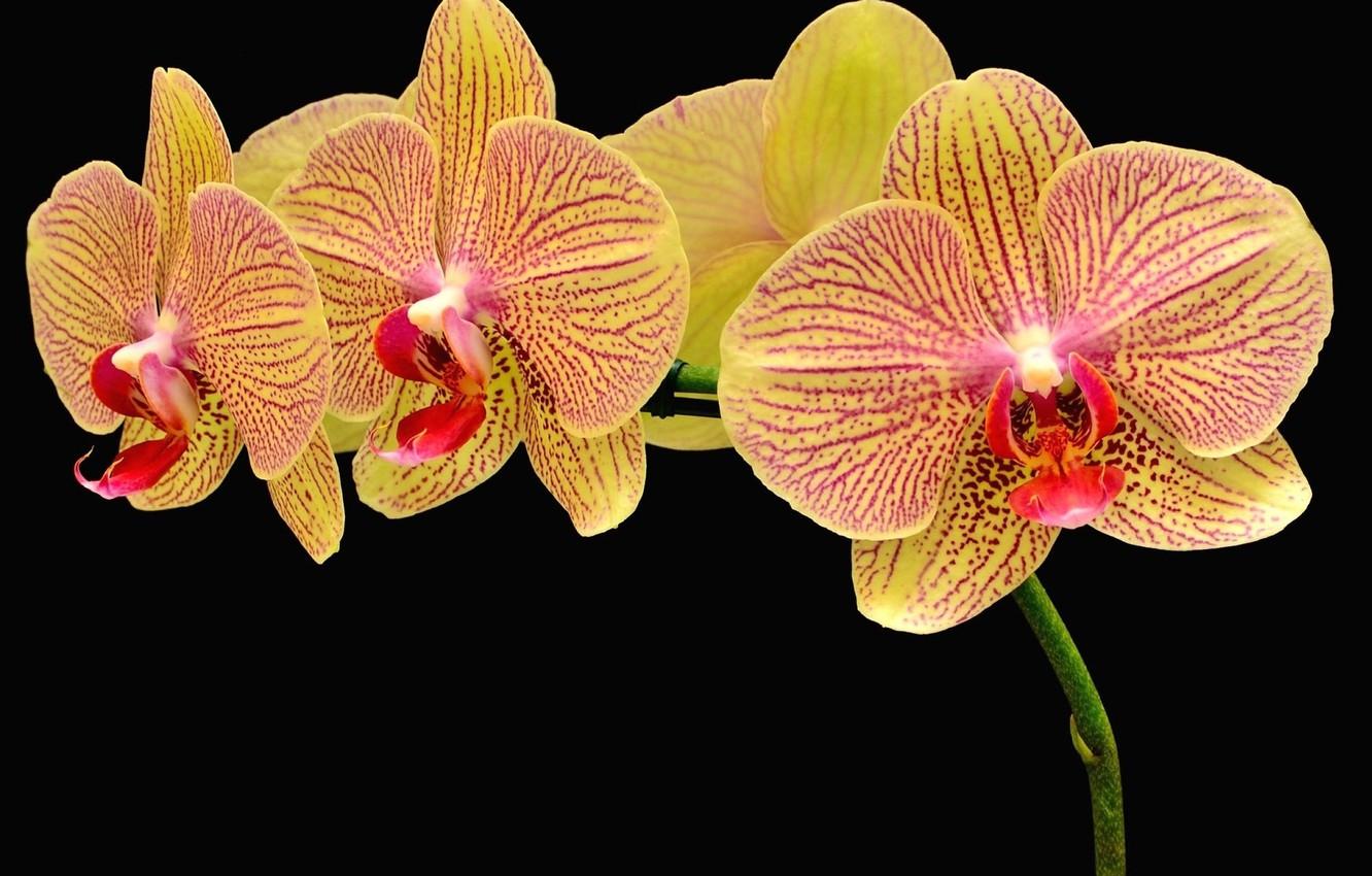 Orange Orchids Wallpapers Top Free Orange Orchids Backgrounds