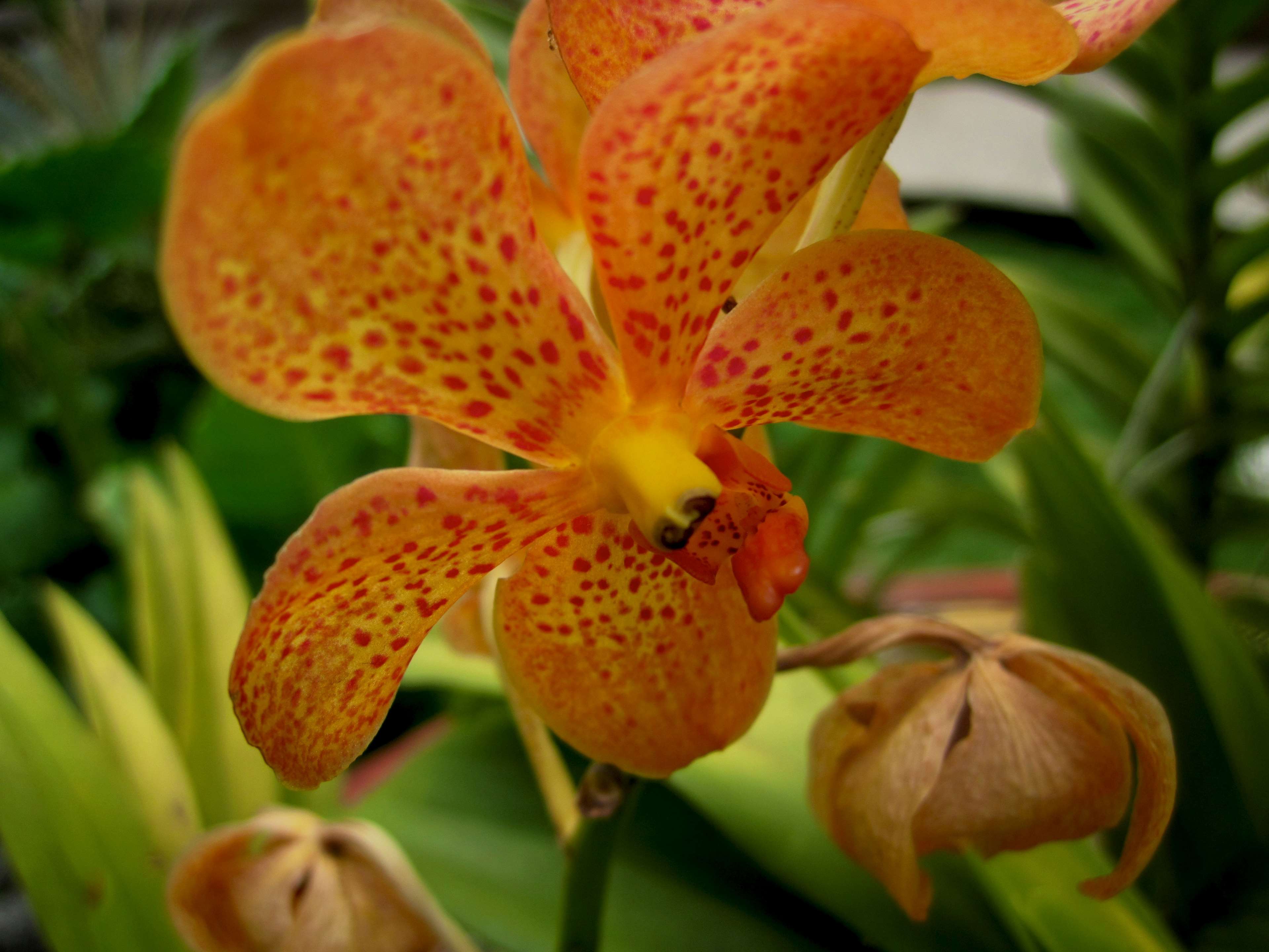 Orange Orchids Wallpapers Top Free Orange Orchids Backgrounds