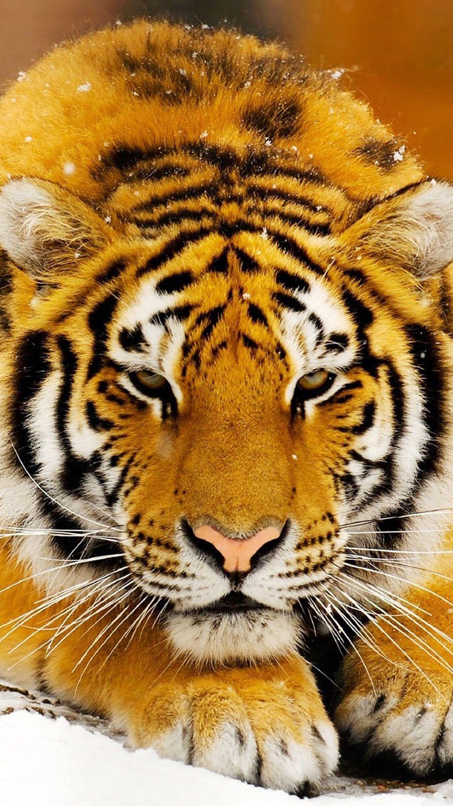 Share 60+ galaxy tiger wallpaper best in.cdgdbentre