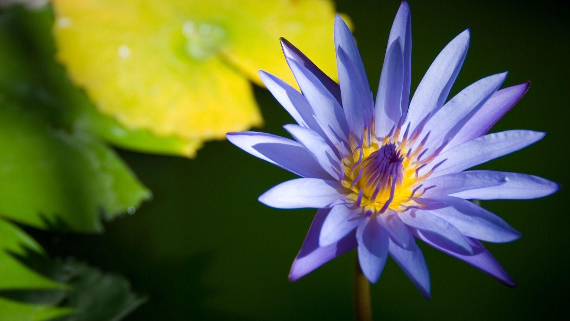 Blue Lotus Wallpapers Top Free Blue Lotus Backgrounds WallpaperAccess