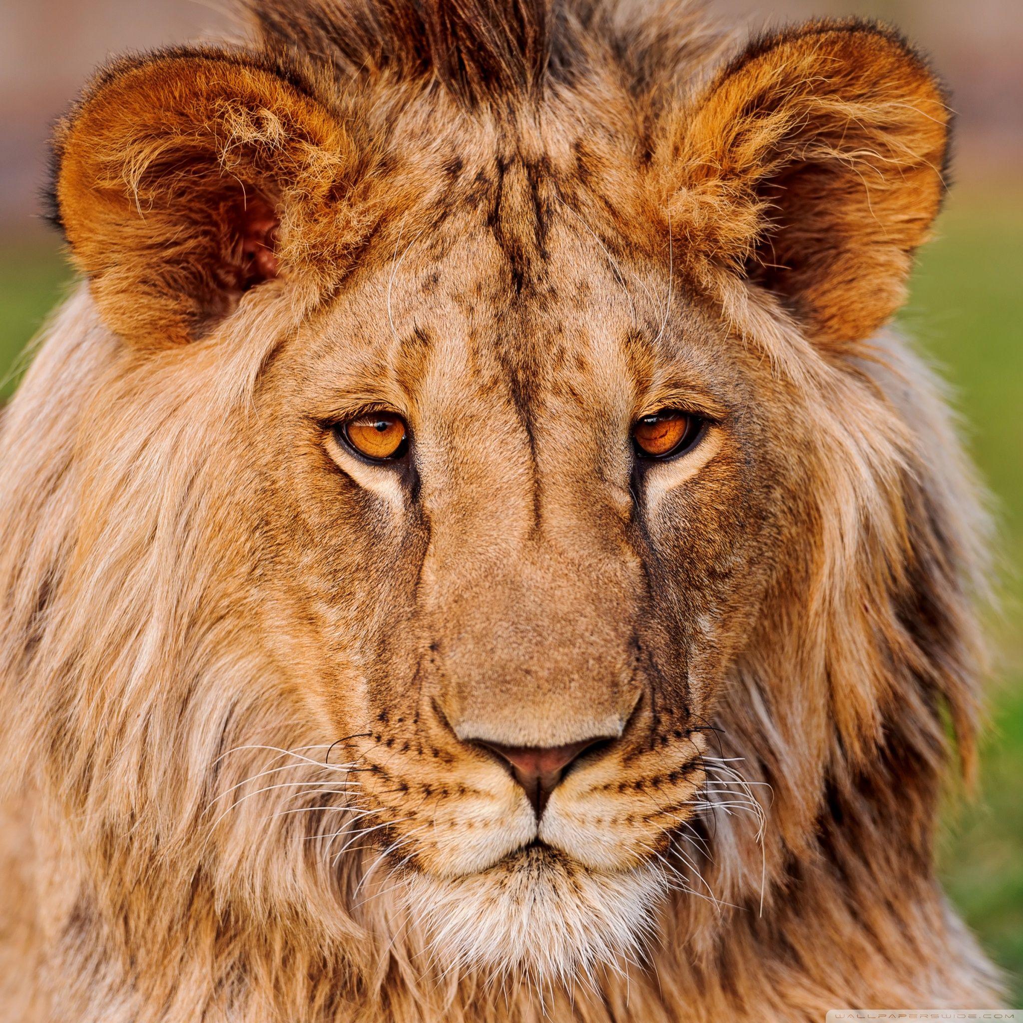 Fire Lion Wallpapers Top Free Fire Lion Backgrounds WallpaperAccess