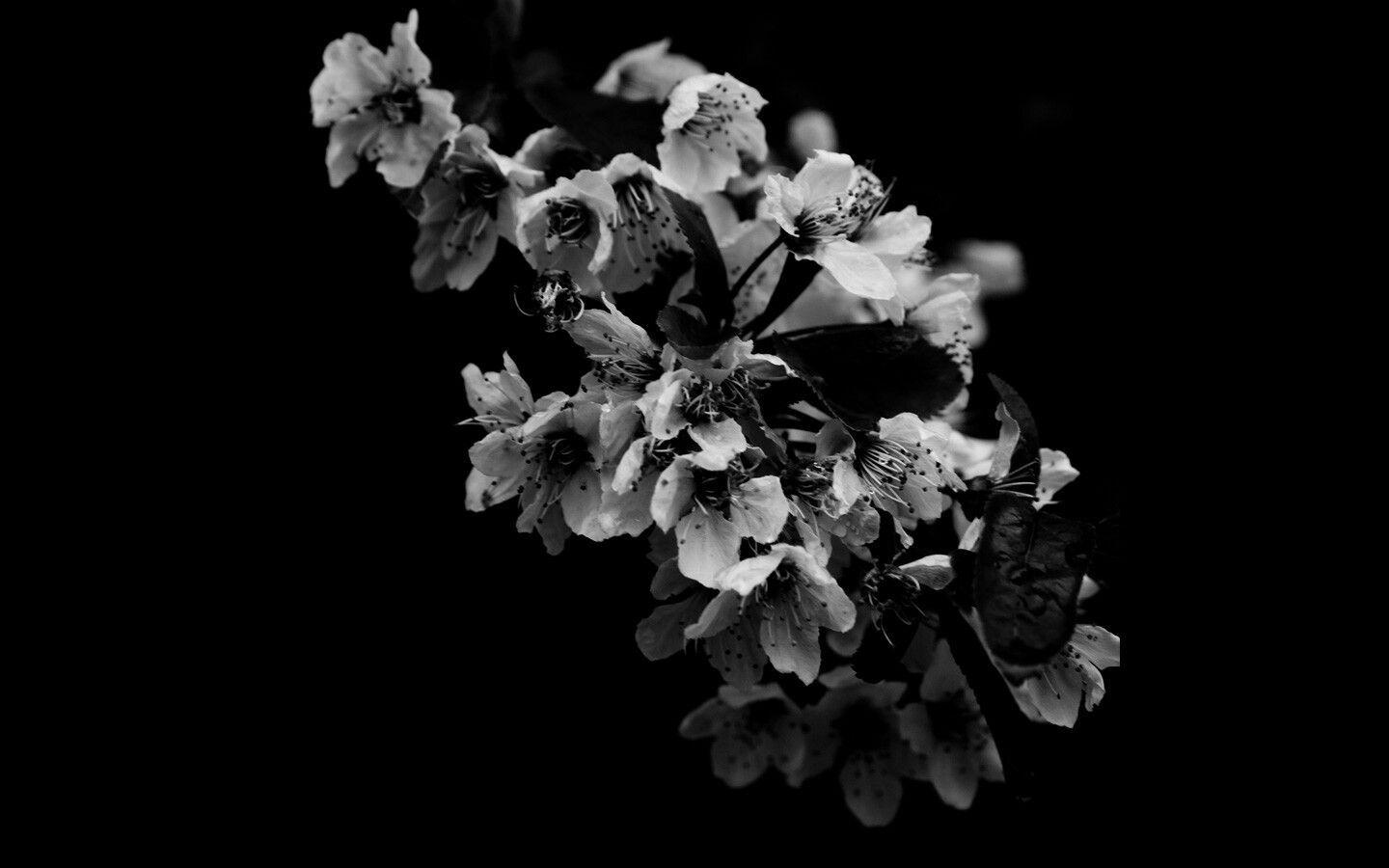 Black and White Orchid Wallpapers Top Free Black and White Orchid