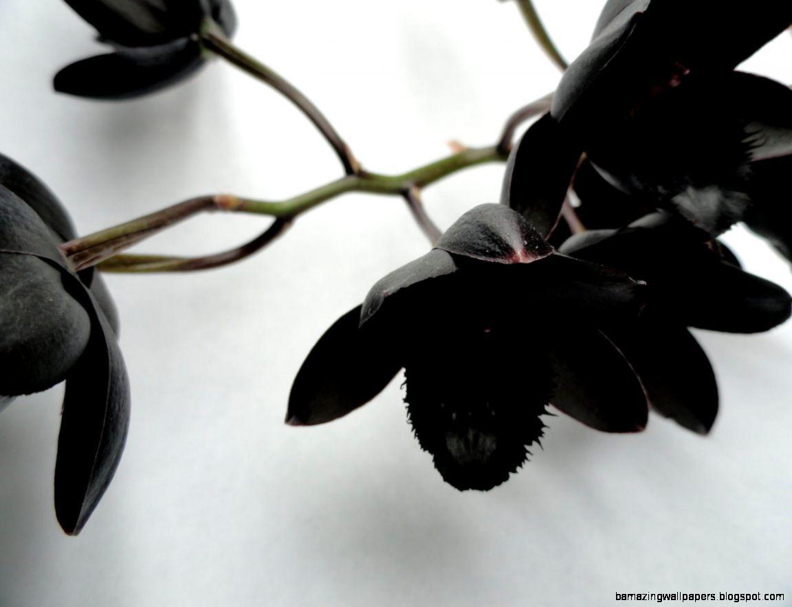 Black Orchid Wallpapers Top Free Black Orchid Backgrounds