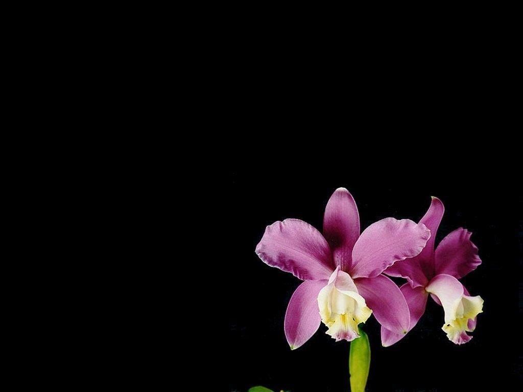 Black Orchid Wallpapers Top Free Black Orchid Backgrounds WallpaperAccess
