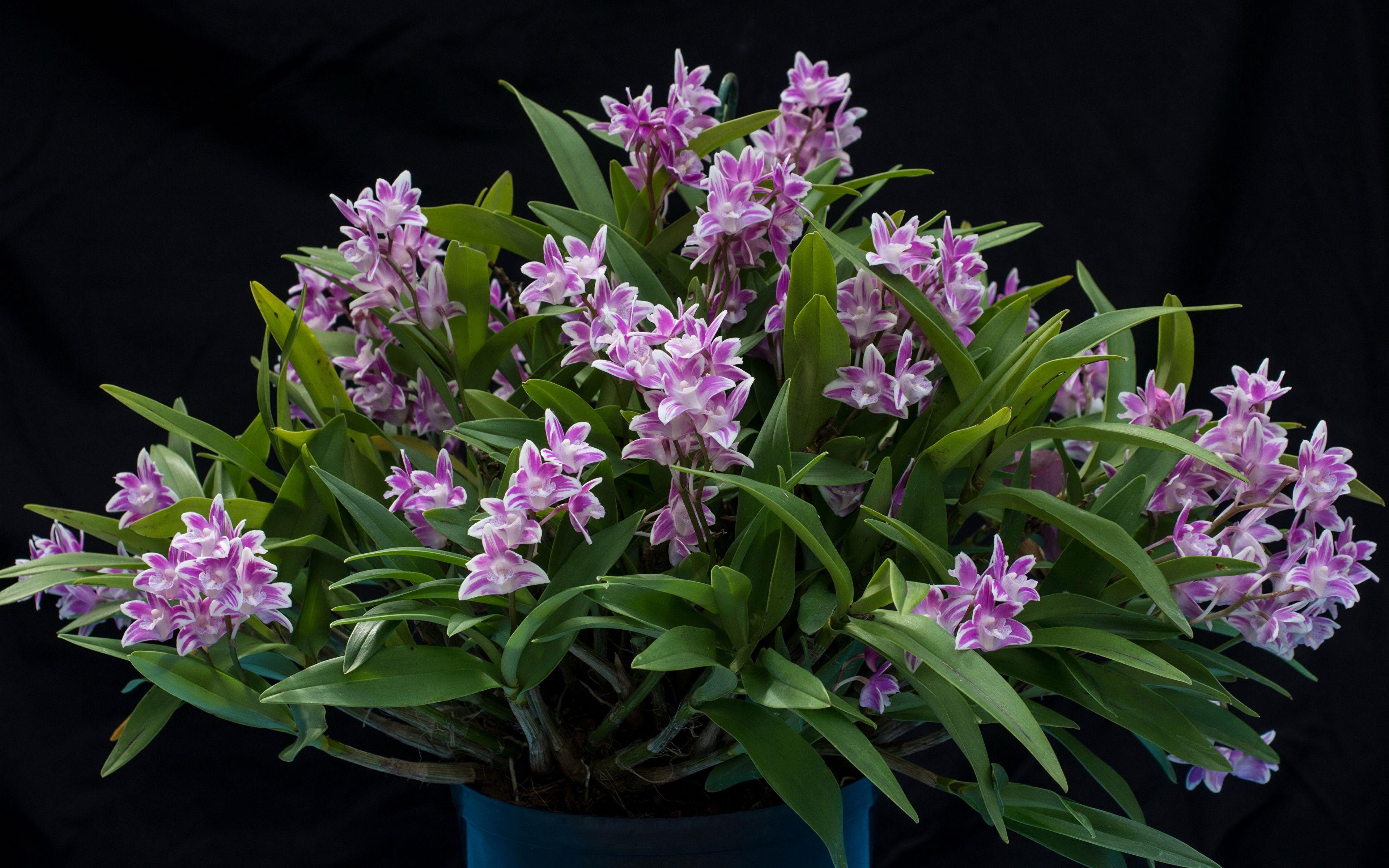 Black Orchid Wallpapers Top Free Black Orchid Backgrounds