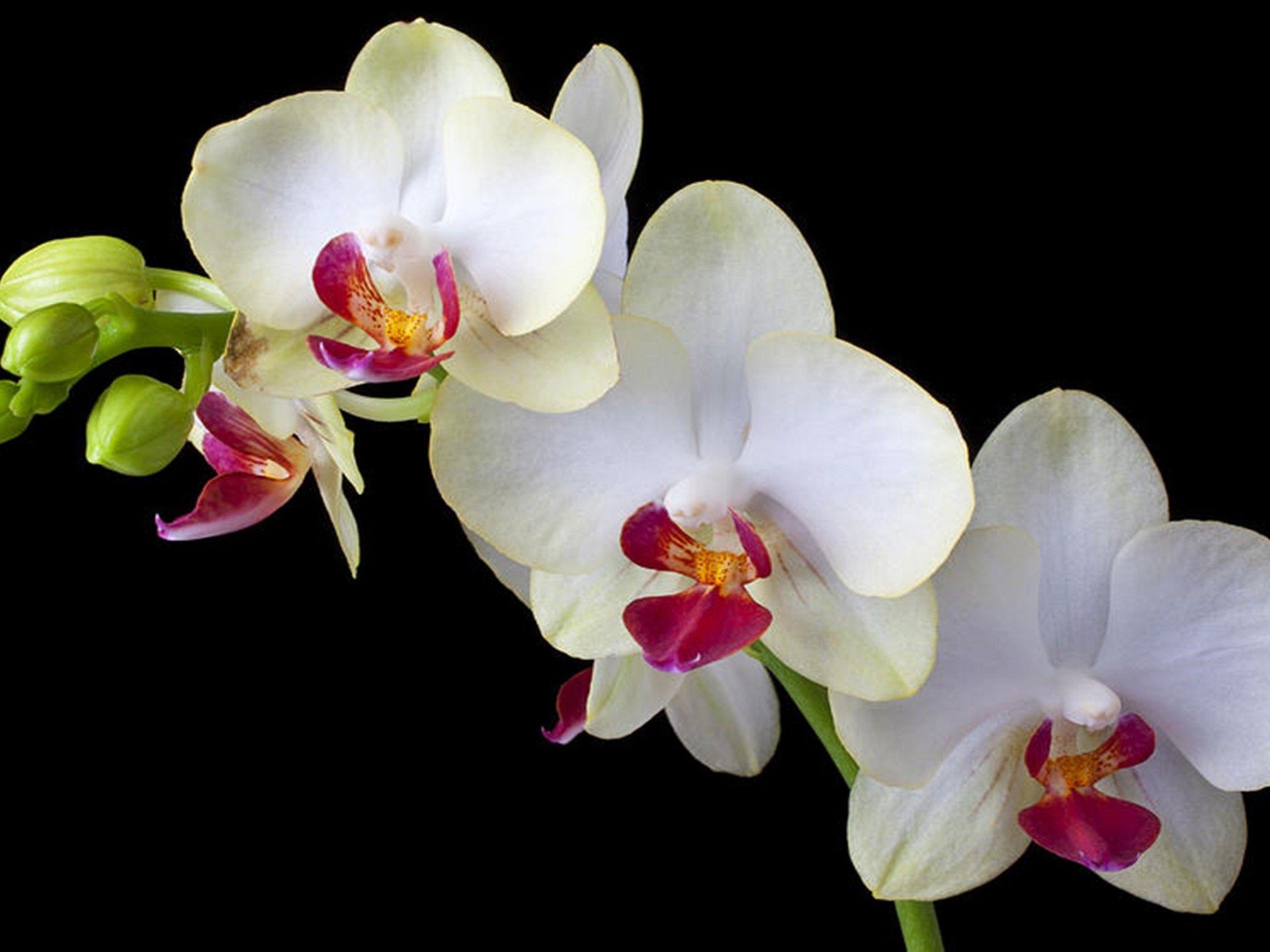 Black Orchid Wallpapers Top Free Black Orchid Backgrounds WallpaperAccess