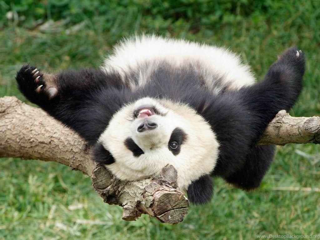 Funny Panda Wallpapers Top Free Funny Panda Backgrounds WallpaperAccess