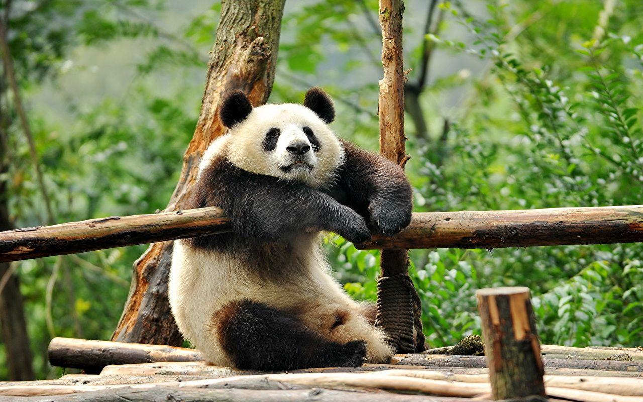 Funny Panda Wallpapers Top Free Funny Panda Backgrounds WallpaperAccess