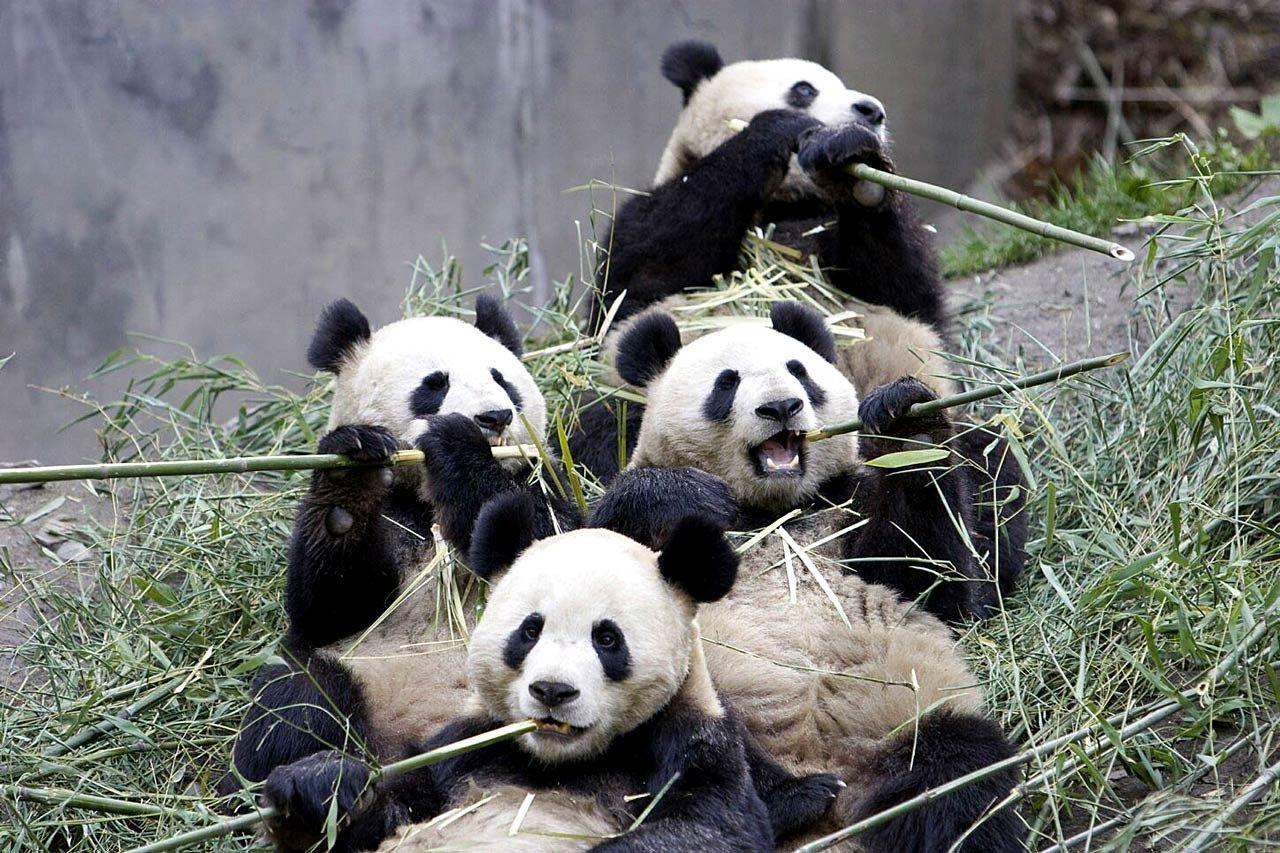 Funny Panda Wallpapers Top Free Funny Panda Backgrounds WallpaperAccess