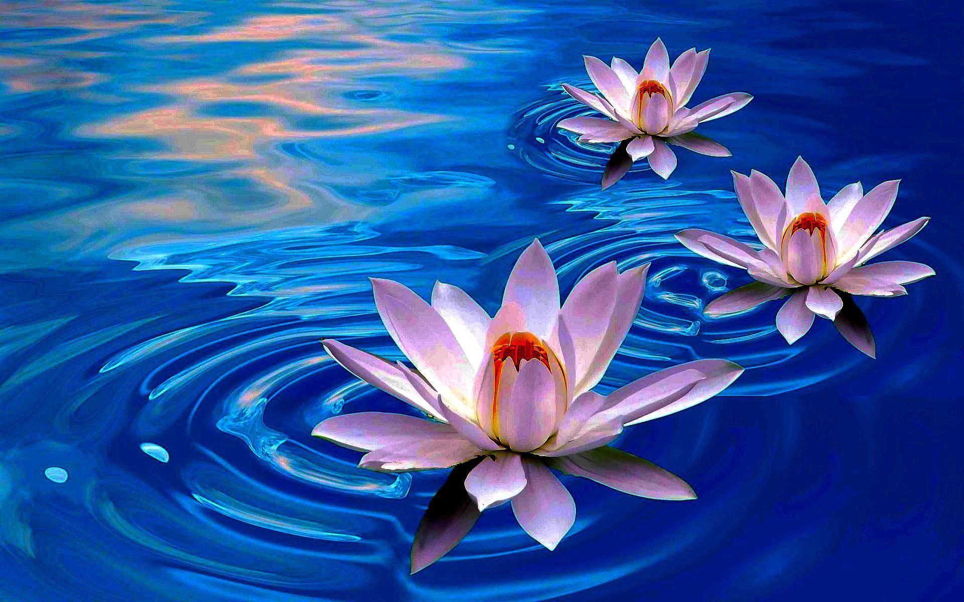Lotus iPad Wallpapers Top Free Lotus iPad Backgrounds WallpaperAccess