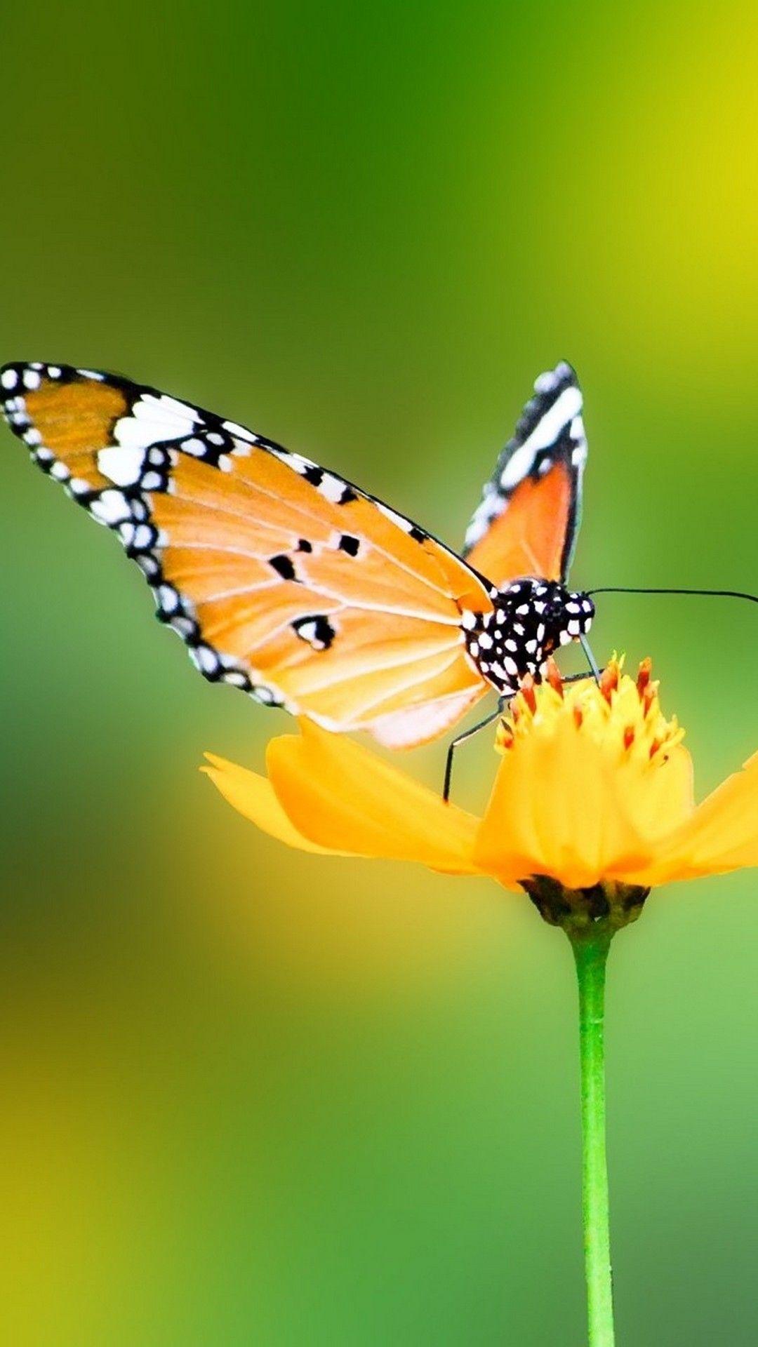 Yellow Butterflies iPhone Wallpapers Top Free Yellow Butterflies iPhone Backgrounds