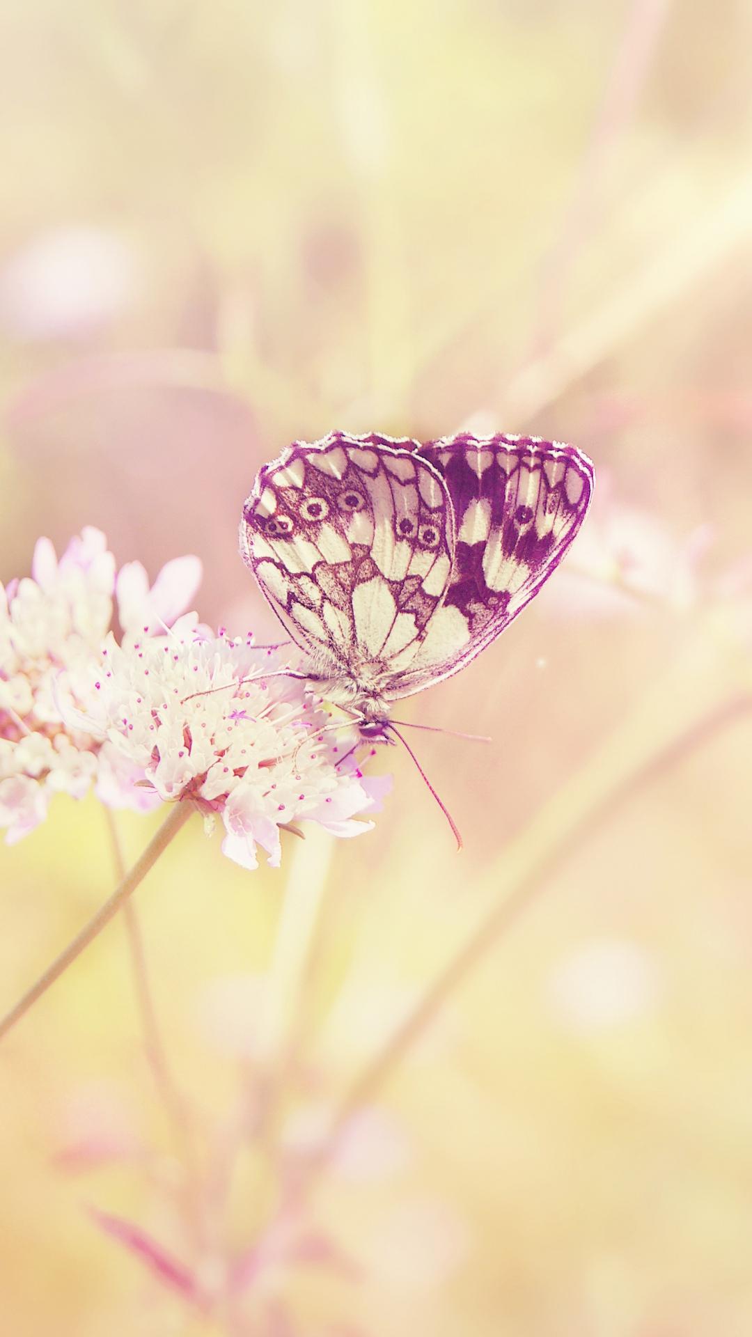 Yellow Butterflies iPhone Wallpapers Top Free Yellow Butterflies iPhone Backgrounds