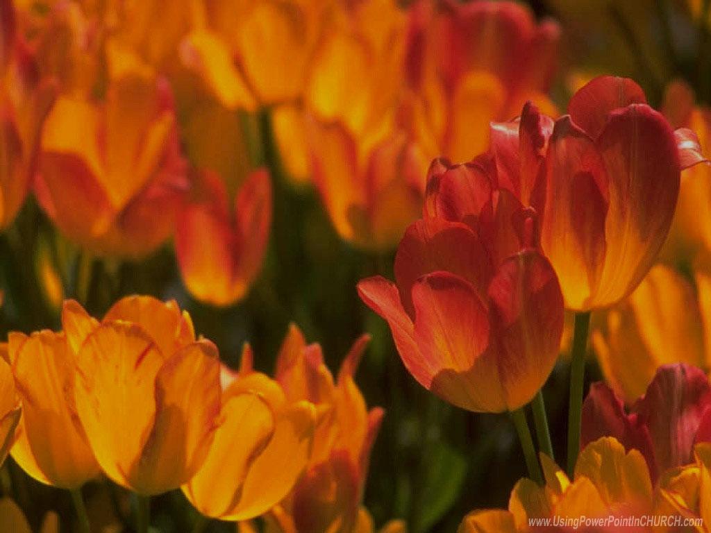 Spring Church Wallpapers Top Free Spring Church Backgrounds