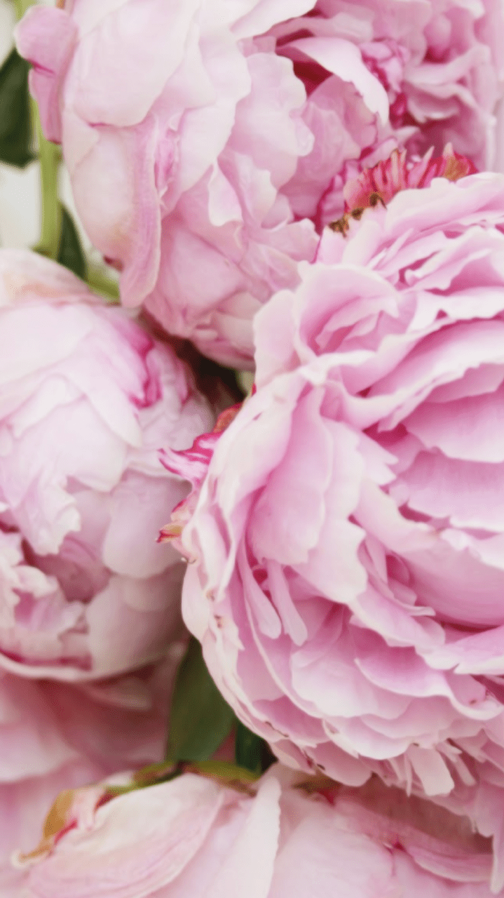 Peonies iPhone Wallpapers Top Free Peonies iPhone Backgrounds