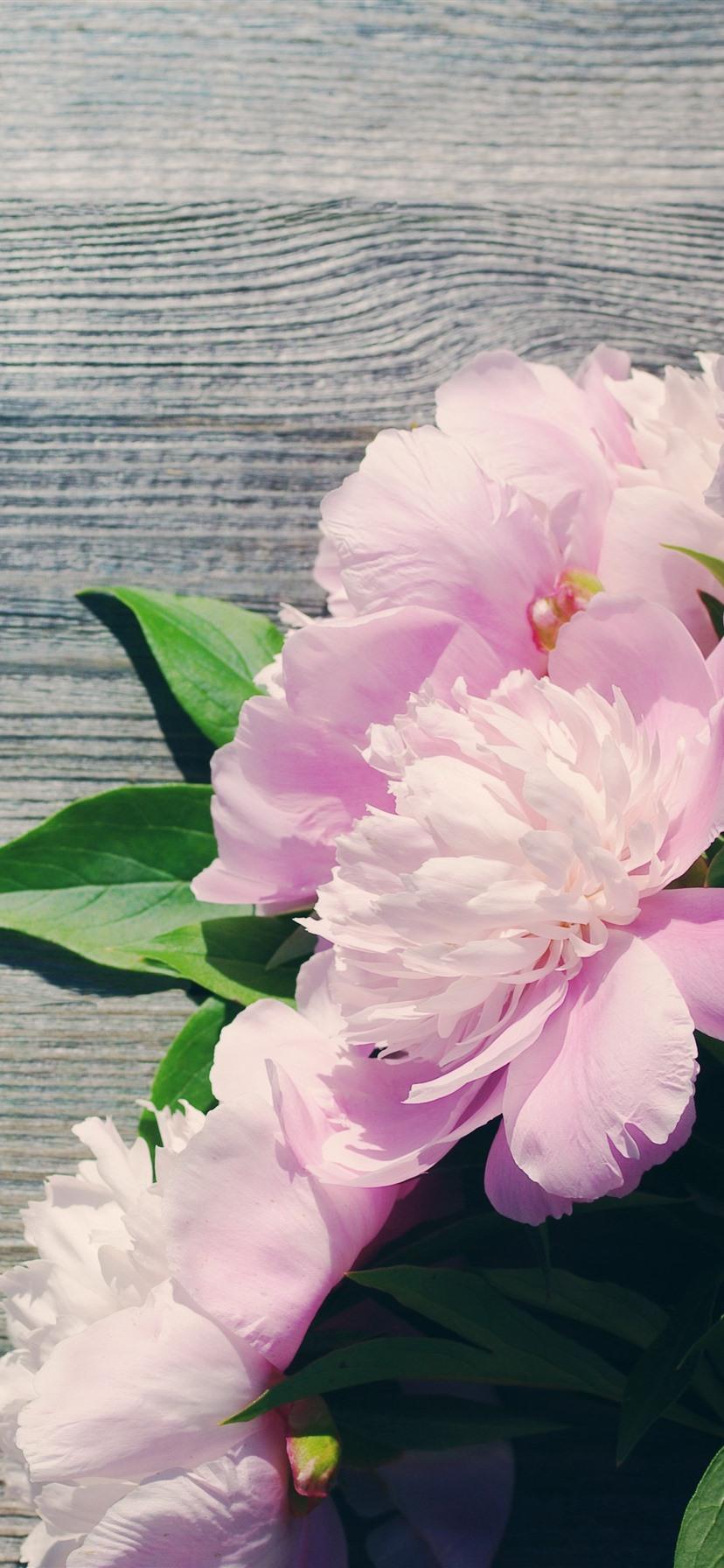 Peonies iPhone Wallpapers Top Free Peonies iPhone Backgrounds