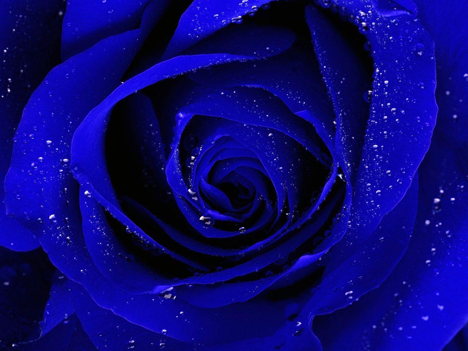 Royal Blue Flowers HD Wallpapers Top Free Royal Blue Flowers HD