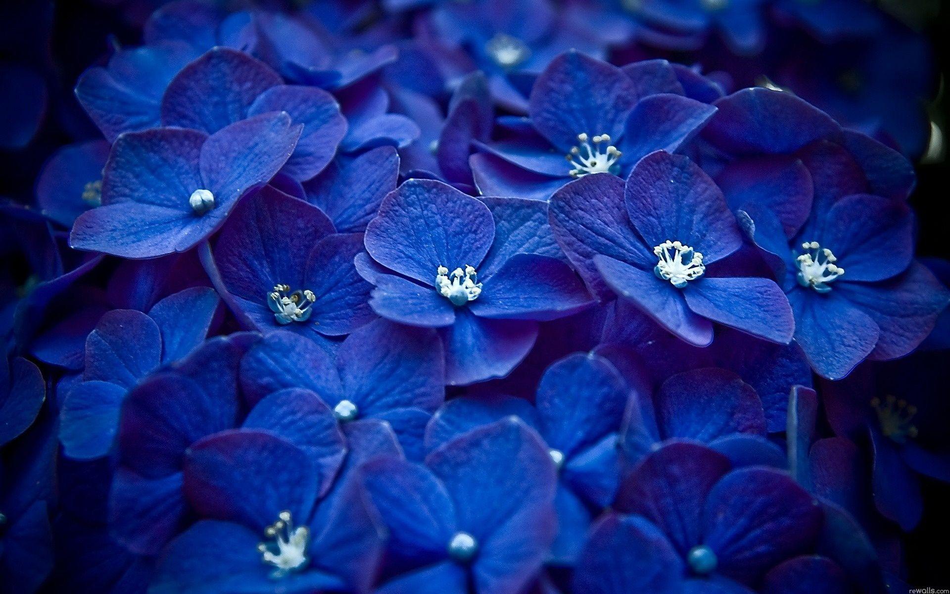 Royal Blue Flowers HD Wallpapers Top Free Royal Blue Flowers HD