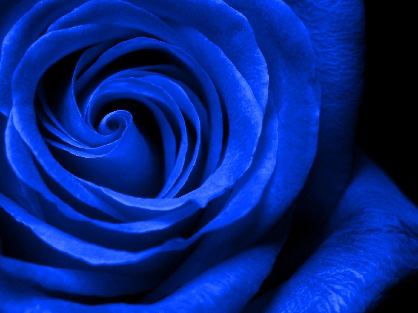 Royal Blue Flowers HD Wallpapers Top Free Royal Blue Flowers HD