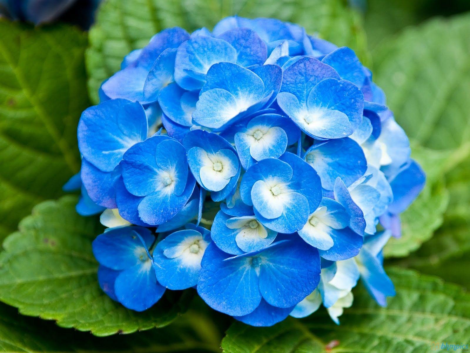 Royal Blue Flowers HD Wallpapers Top Free Royal Blue Flowers HD