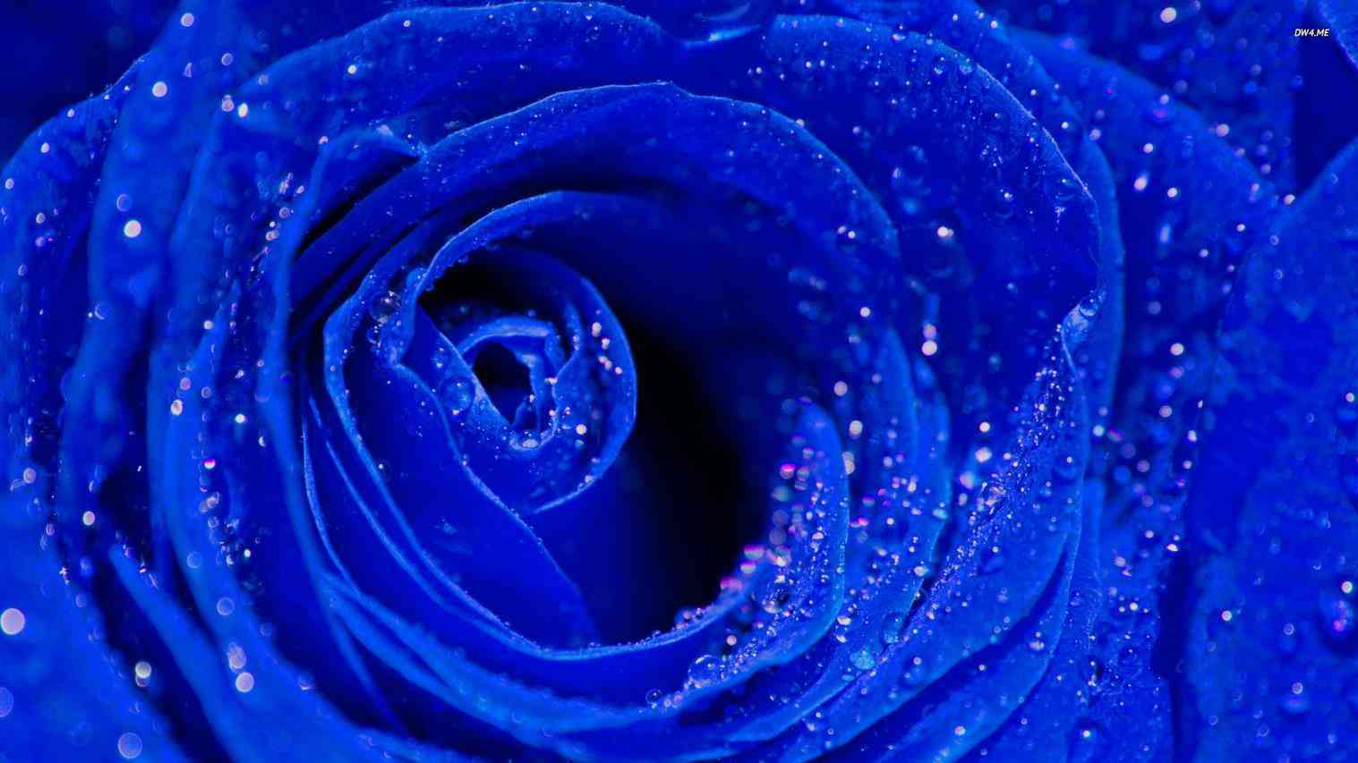 Royal Blue Flowers HD Wallpapers Top Free Royal Blue Flowers HD
