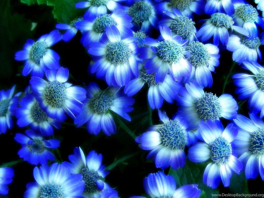 Royal Blue Flowers HD Wallpapers Top Free Royal Blue Flowers HD