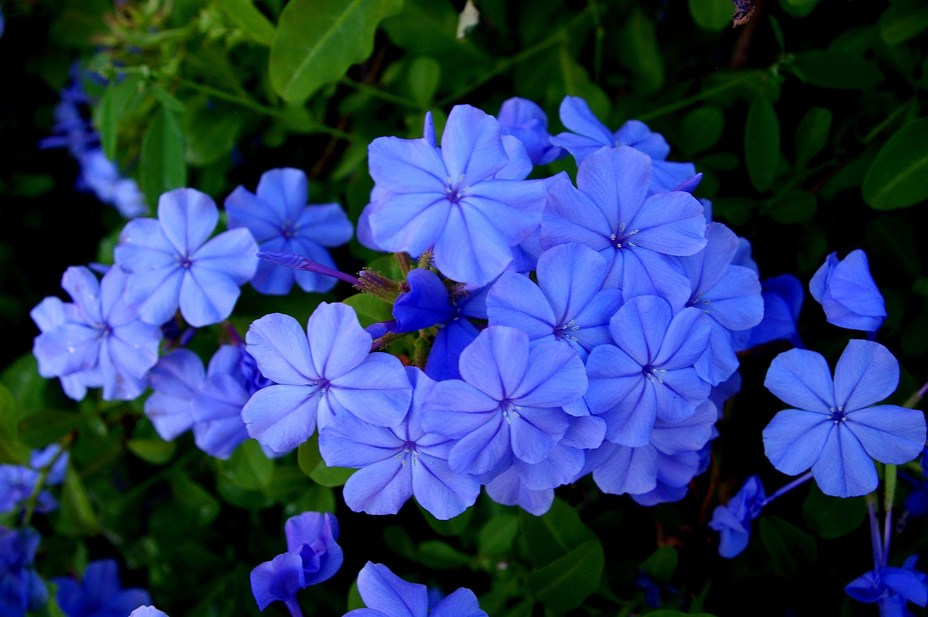 Royal Blue Flowers HD Wallpapers Top Free Royal Blue Flowers HD