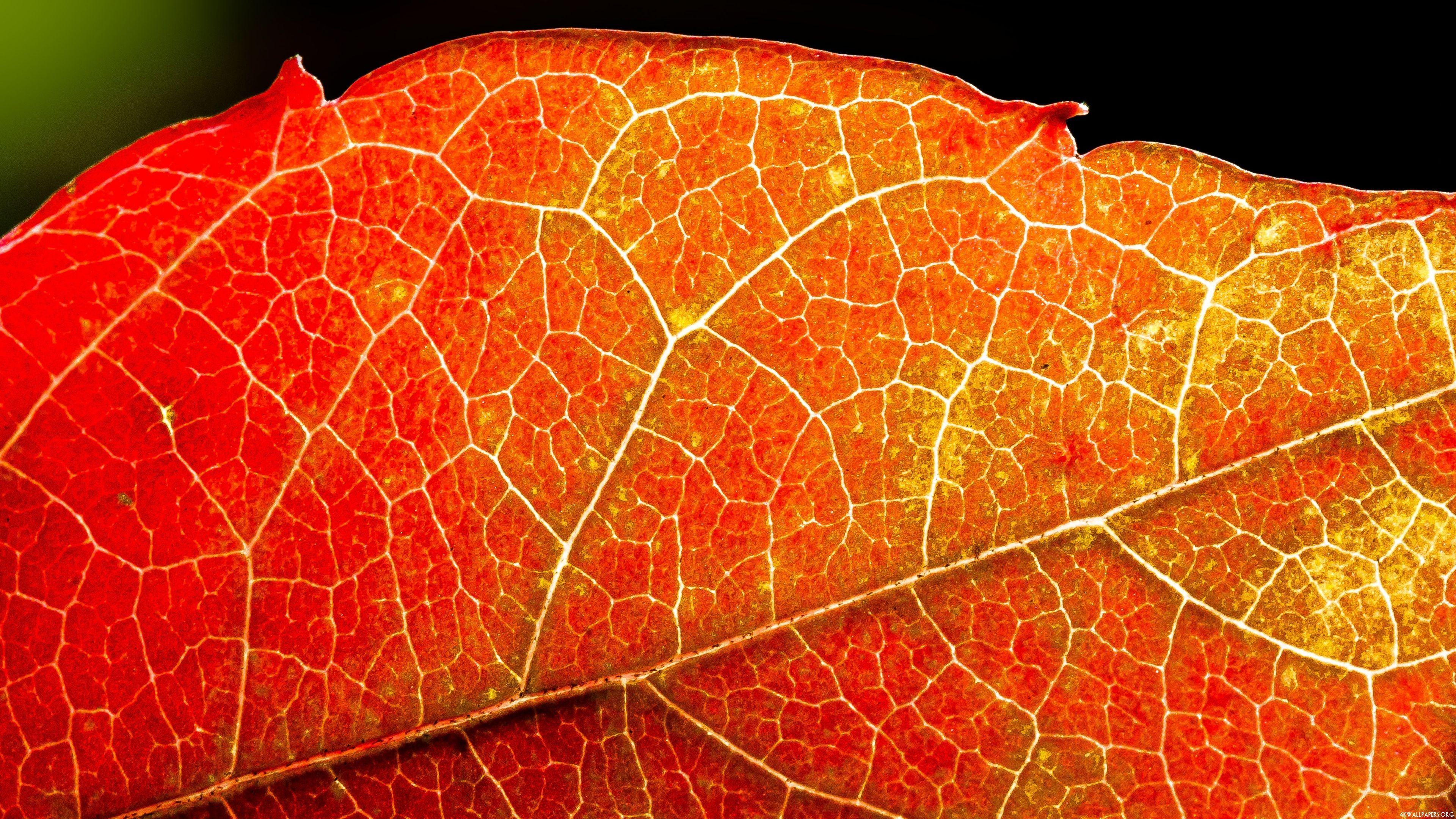 4k Orange Wallpapers Top Free 4k Orange Backgrounds Wallpaperaccess Images